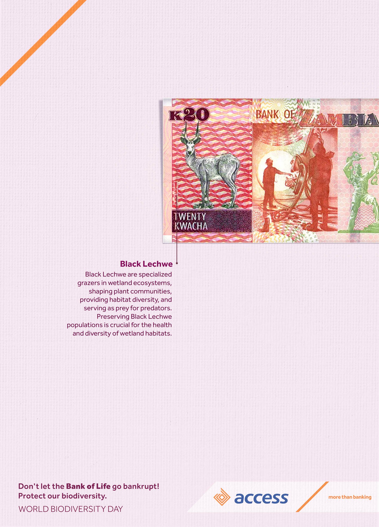 A 20,000 Ugandan Shilling banknote featuring the Black Lechwe, a type of antelope, with a person handling equipment in the background. The note includes vibrant red, pink, green, and yellow colors, with text emphasizing conservation and biodiversity themes.
