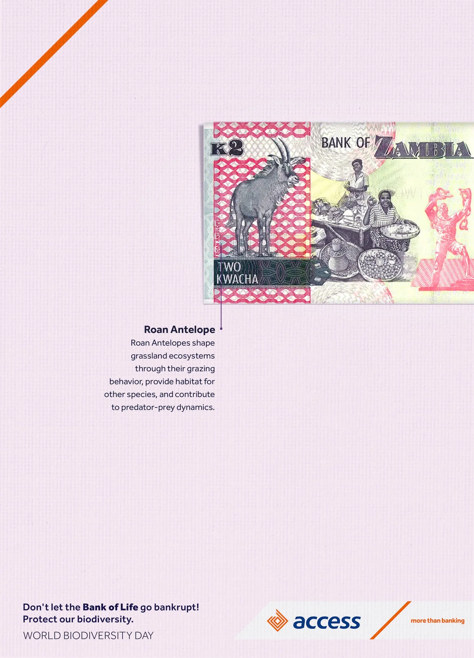 A Zambian banknote featuring the Roan Antelope, with text about biodiversity conservation and a logo promoting World Biodiversity Day.