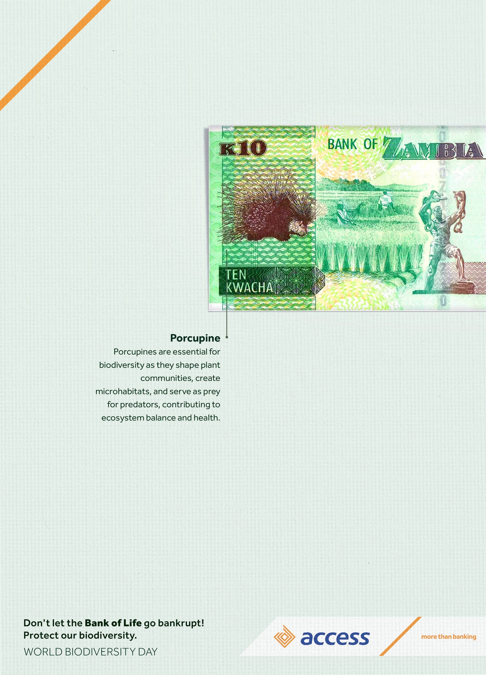 A banknote of ten Kwacha from Zambia, featuring an illustration of a porcupine and farmland, with text highlighting the importance of porcupines for biodiversity and ecosystem health. The banknote has security features and are part of an awareness campaign for World Biodiversity Day, with an additional logo and branding at the bottom.