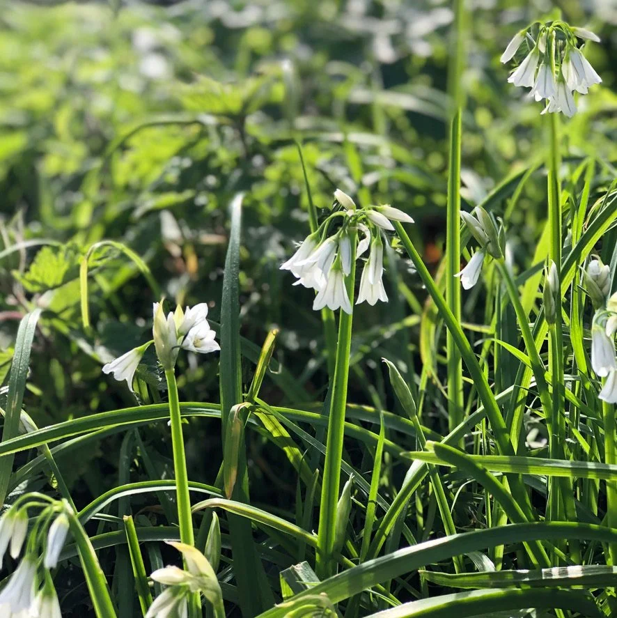 White bell-shaped flowers blooming among green grass and foliage in sunlight.