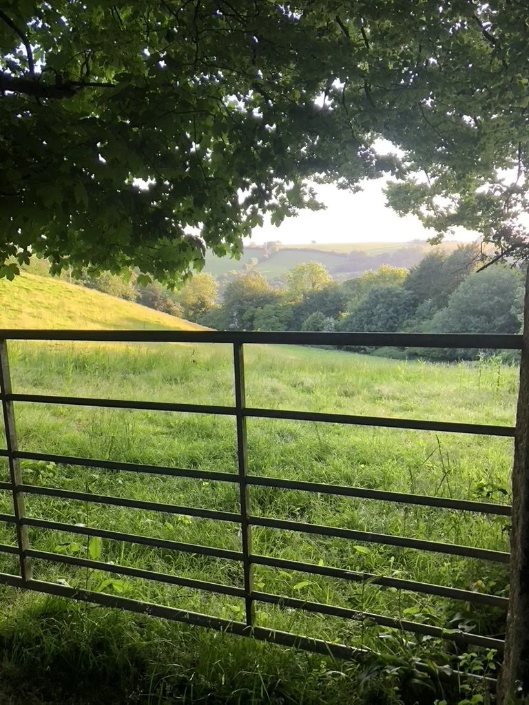 View of a lush green grassy field through a metal fence, with trees and hills in the background, shaded by a tree with dark green leaves.