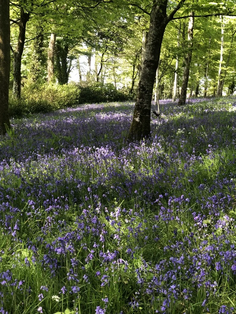 A forest scene with tall trees and sunlight filtering through green leaves, covering the ground with purple wildflowers.