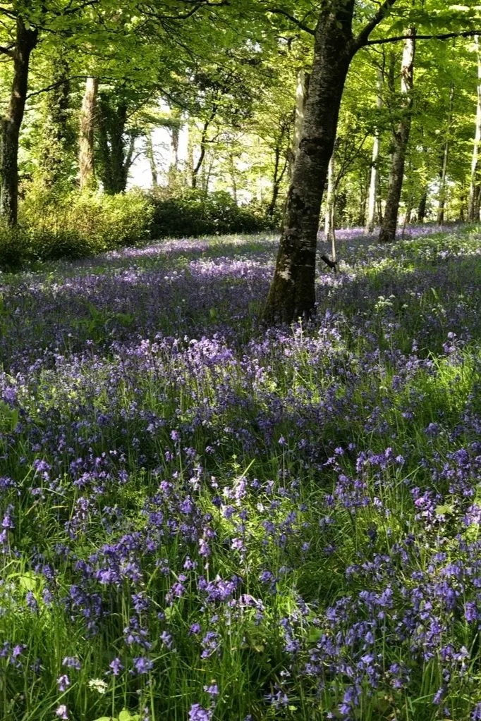 woodland-walks-cobble-cottage-lerryn-cornwall