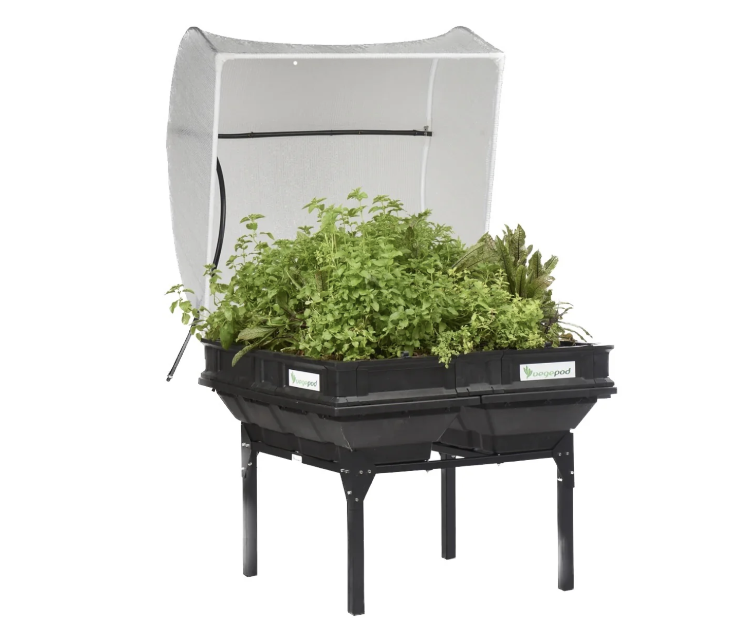 Indoor hydroponic garden with leafy green herbs and plants in a black container with a white reflective lid and a frame for support.