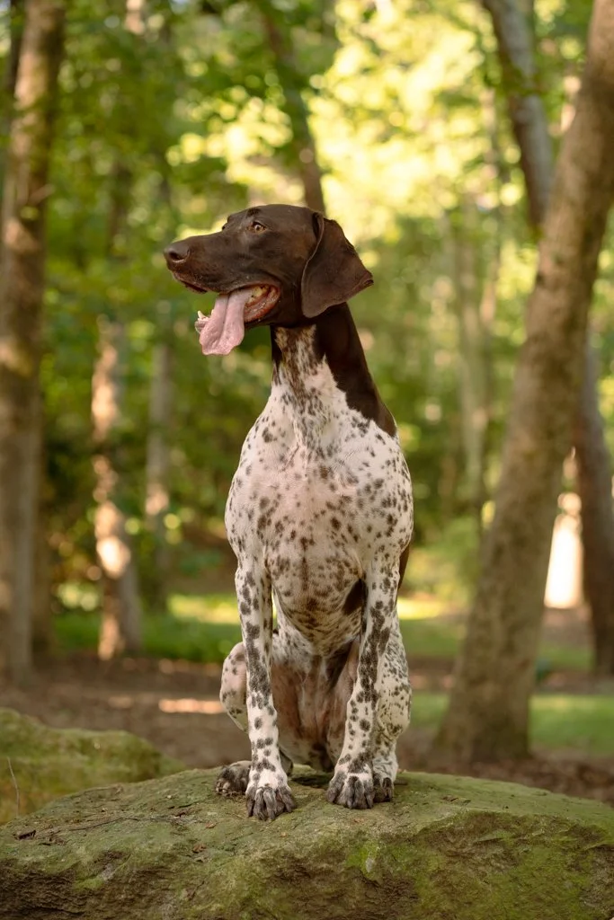 A dog with the body of a Dalmatian and the head of a German Shorthaired Pointer sitting on a mossy rock in a forest.