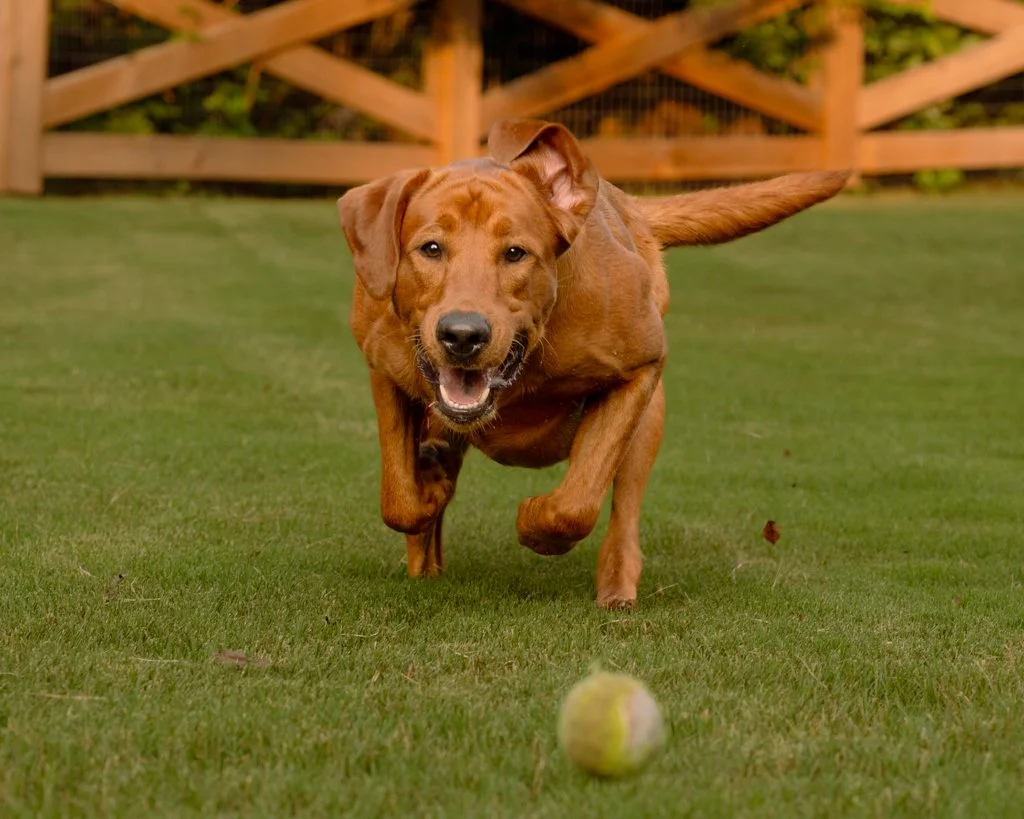A brown dog running towards a yellow tennis ball on a grassy backyard yard with a wooden fence in the background.