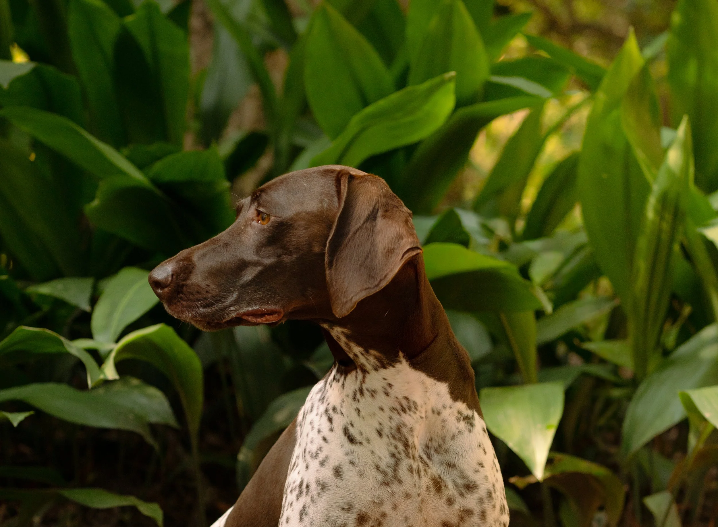 A brown and white dog with long ears is sitting in a green, leafy outdoor area.