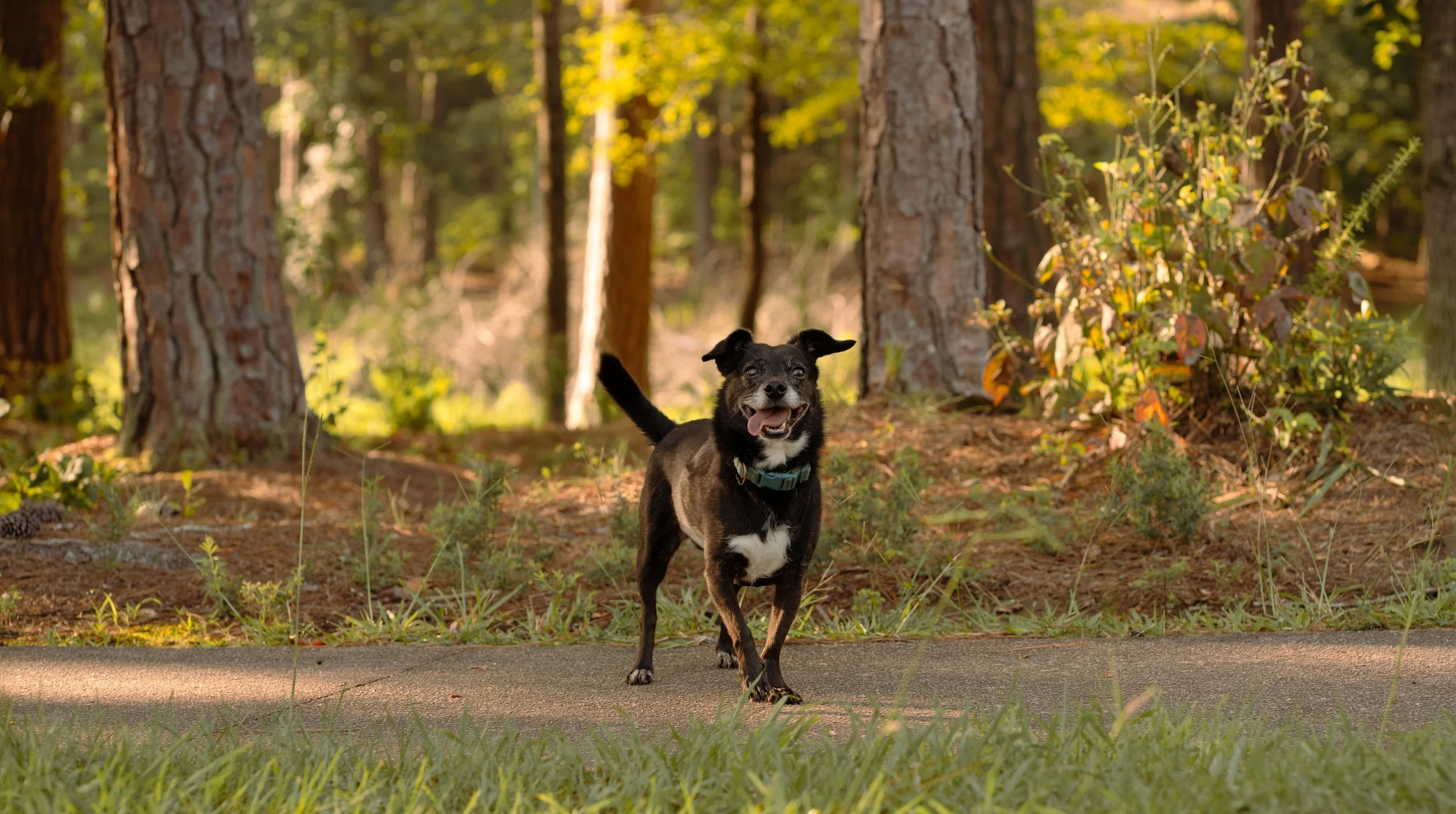 A small black and white dog with pointy ears running on a paved path in a forested area during daytime with sunlight filtering through trees.