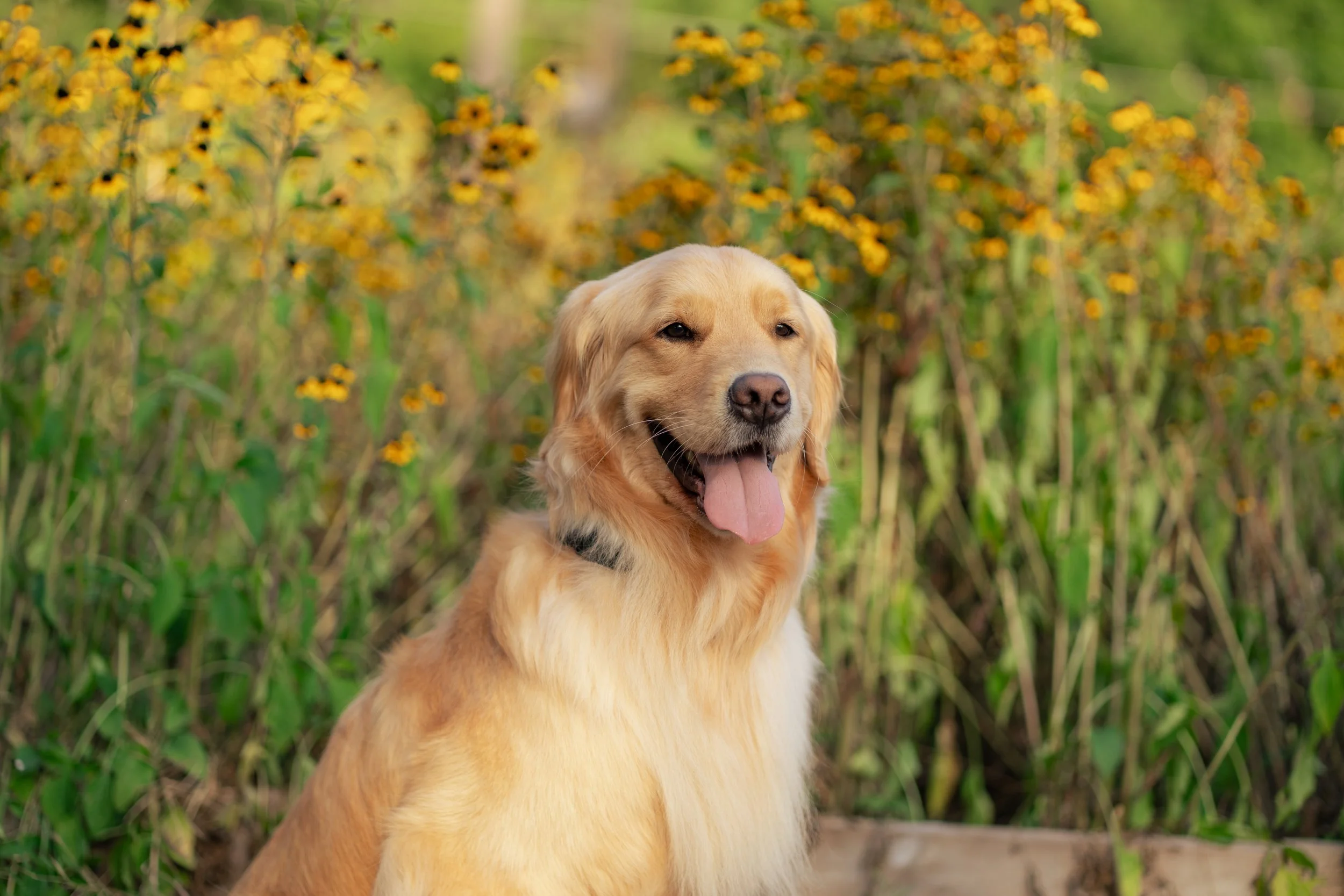 Golden retriever dog outdoors surrounded by tall green grass and yellow flowers with dark centers.