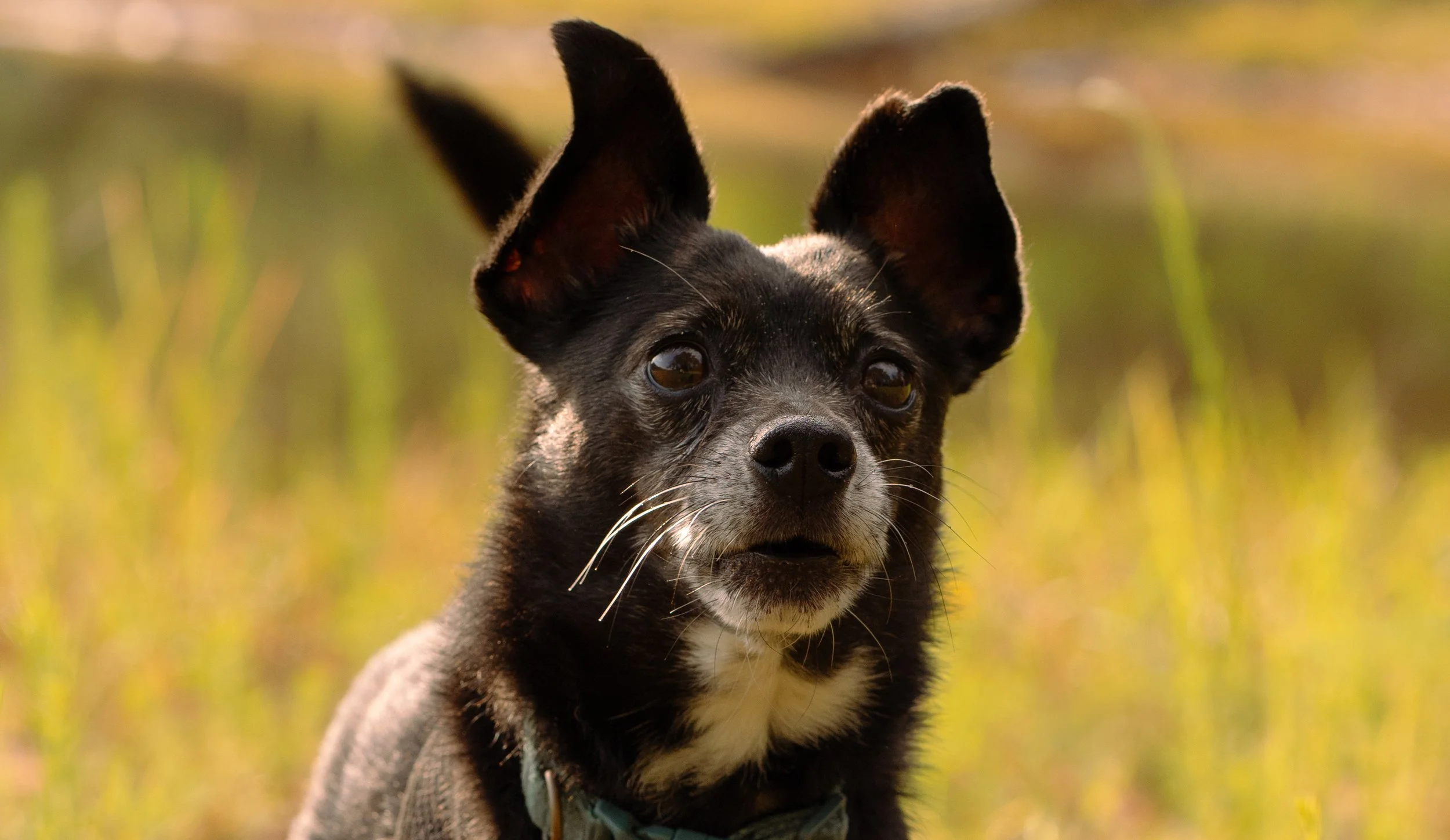 A small black dog with large ears and white markings, sitting outdoors on a grassy field, looking directly at the camera.