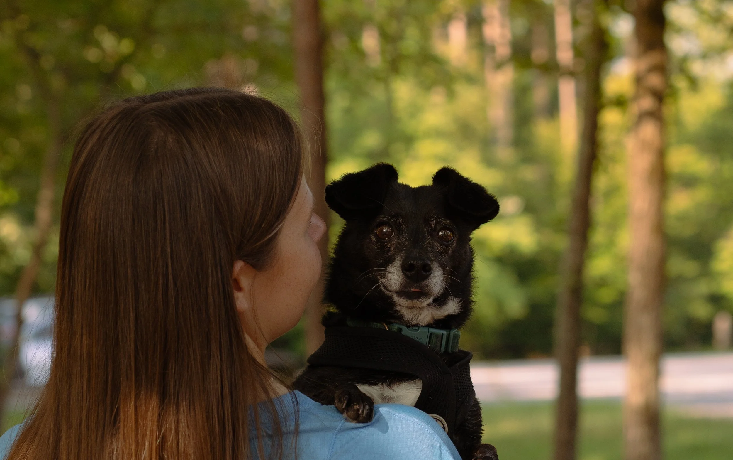 A woman with long red hair holding a small black and white dog in a park with trees in the background.