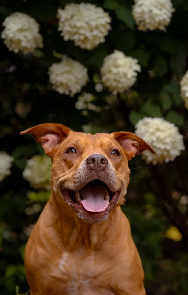 A happy brown dog with a wide smile, sitting outdoors in front of white hydrangea flowers.