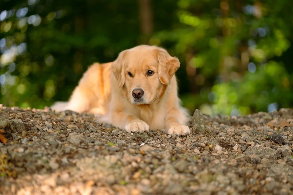 A golden retriever puppy lying on a rocky ground outdoors with green trees in the background.
