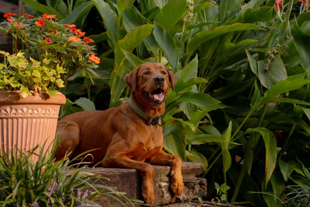 A brown dog lying on a wooden log in a garden surrounded by lush green foliage and a large potted plant with red and pink flowers.