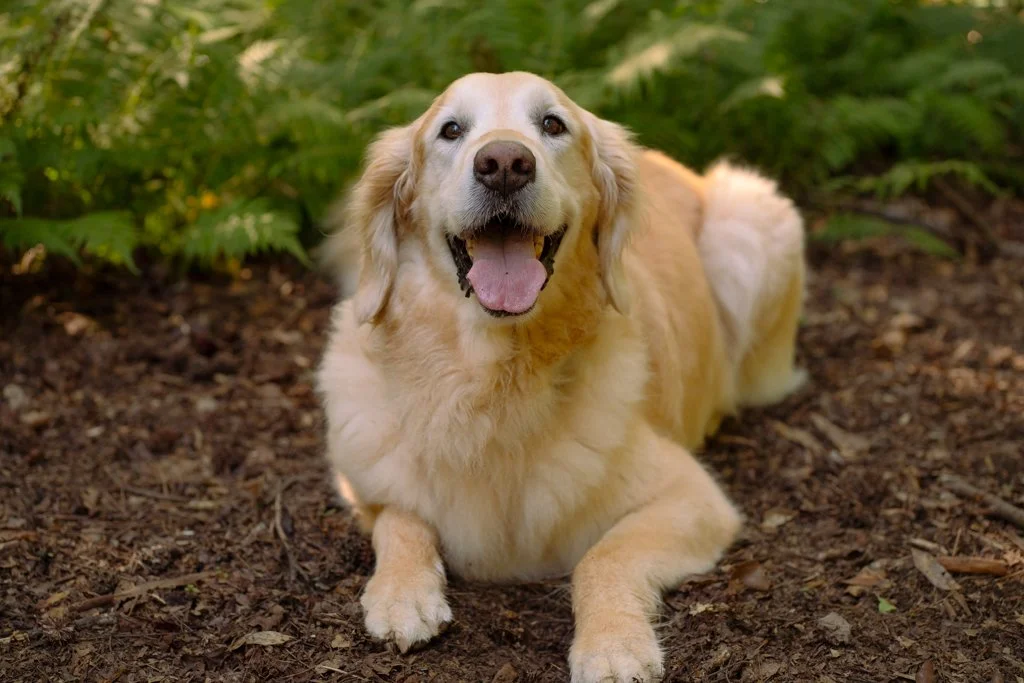 Golden retriever lying on dirt ground outdoors, smiling with its tongue out, surrounded by green plants.