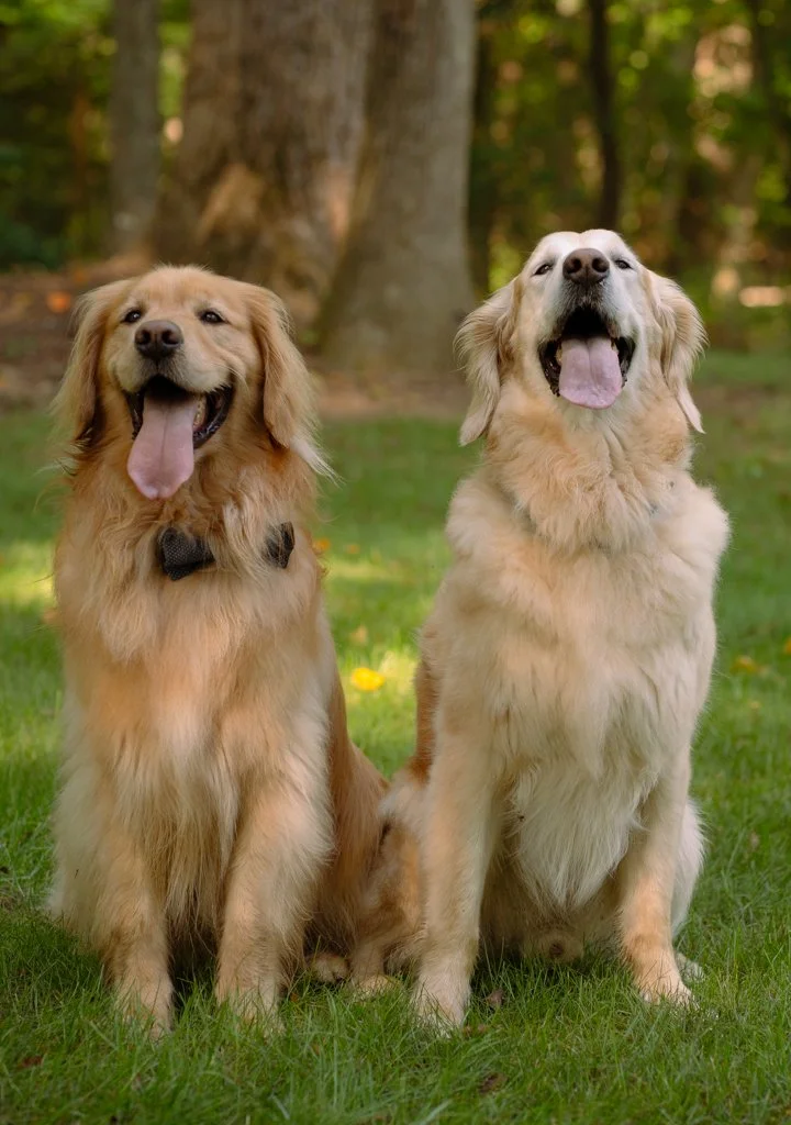Two happy Golden Retrievers sitting on grass in a park with trees in the background, both with their tongues out.