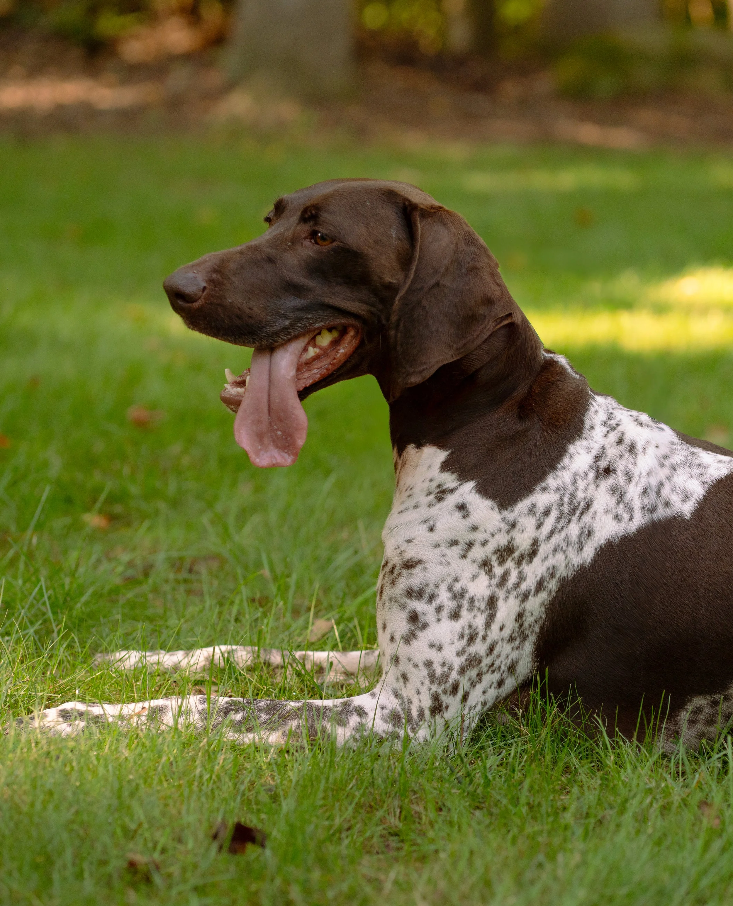 A brown and white spotted dog sitting on green grass with its tongue hanging out, in an outdoor park setting.