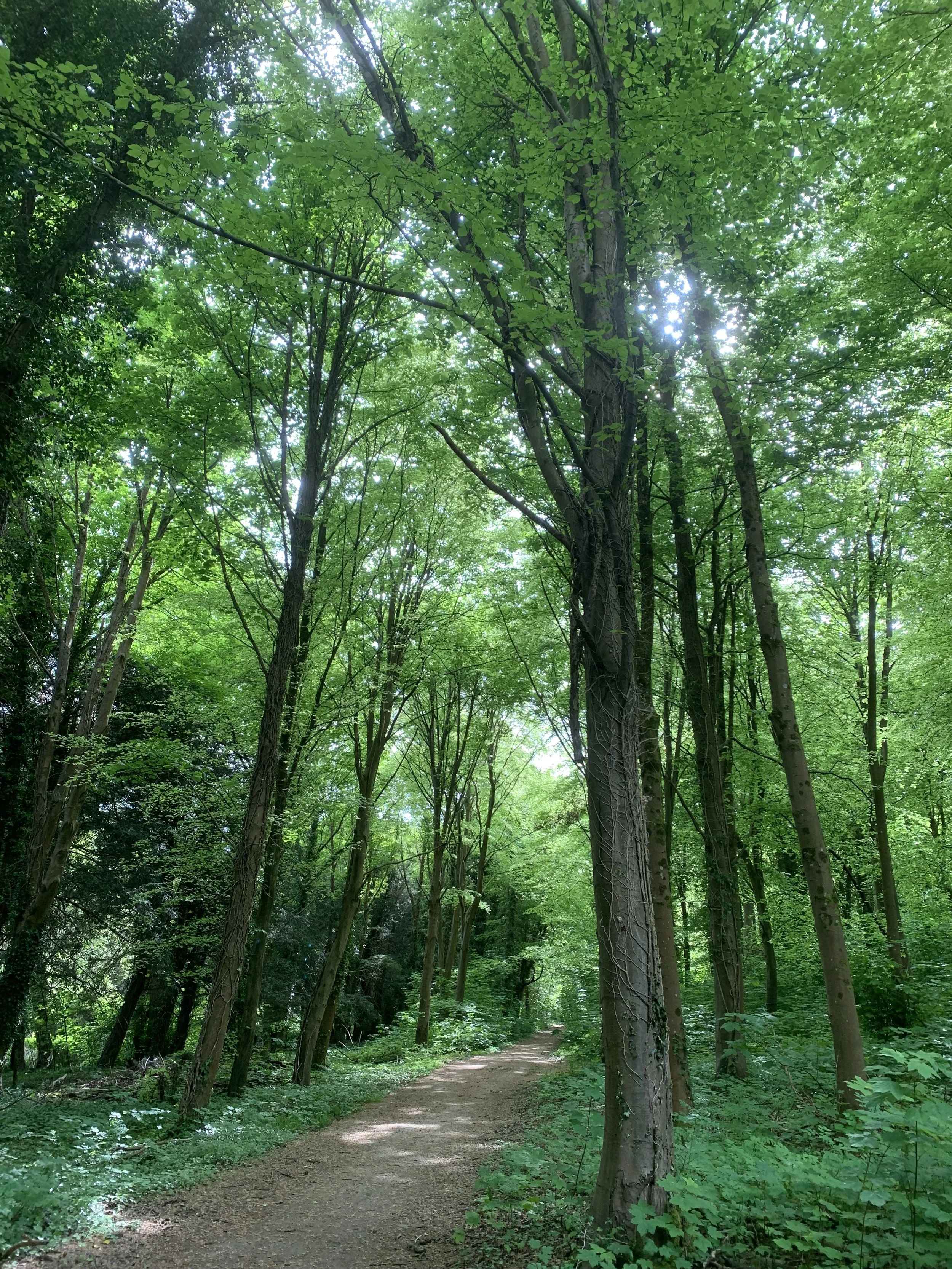 A dirt path through a lush, green forest with tall trees and dense foliage.