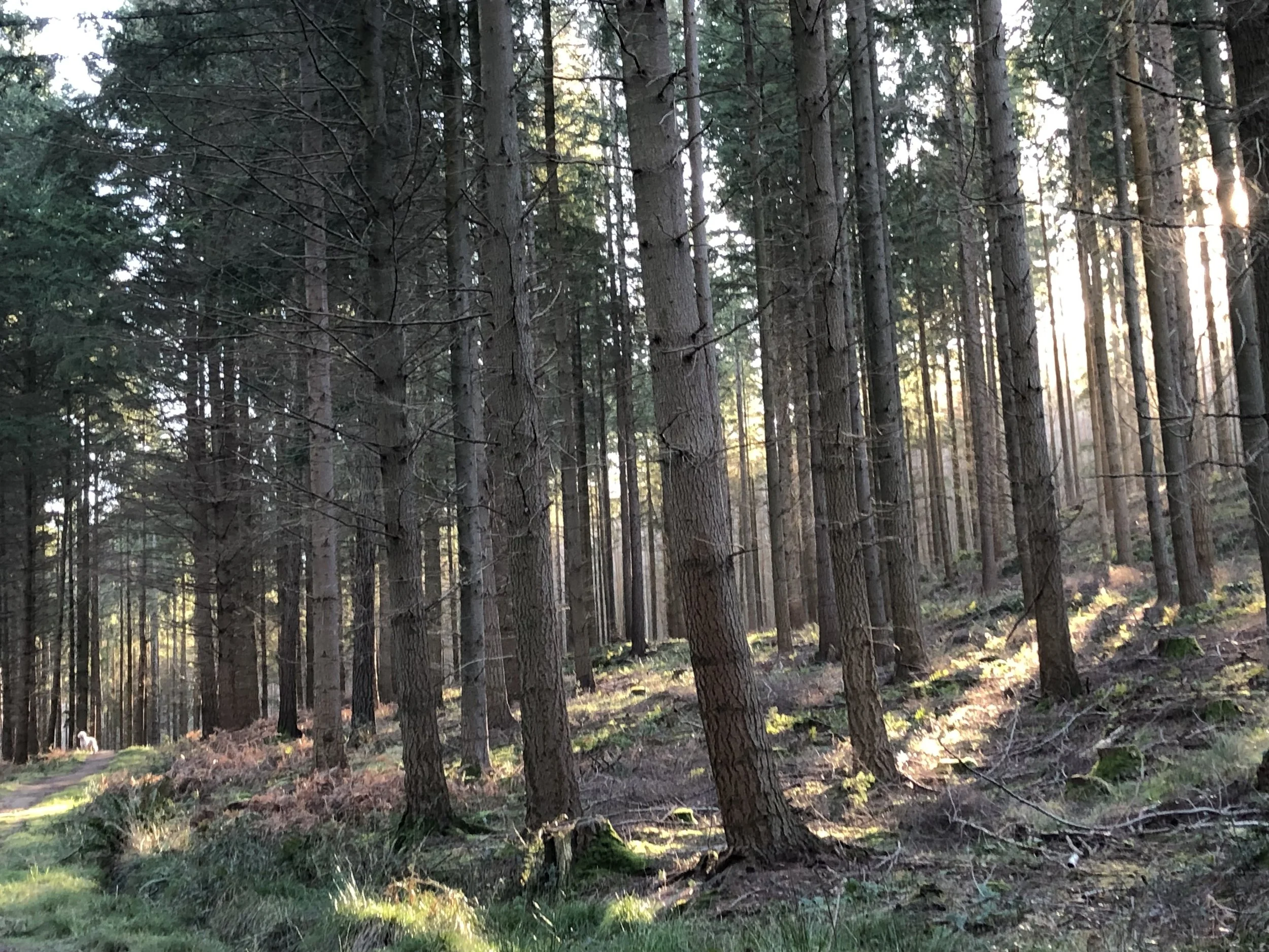 A dense forest of tall pine trees with sunlight filtering through branches.