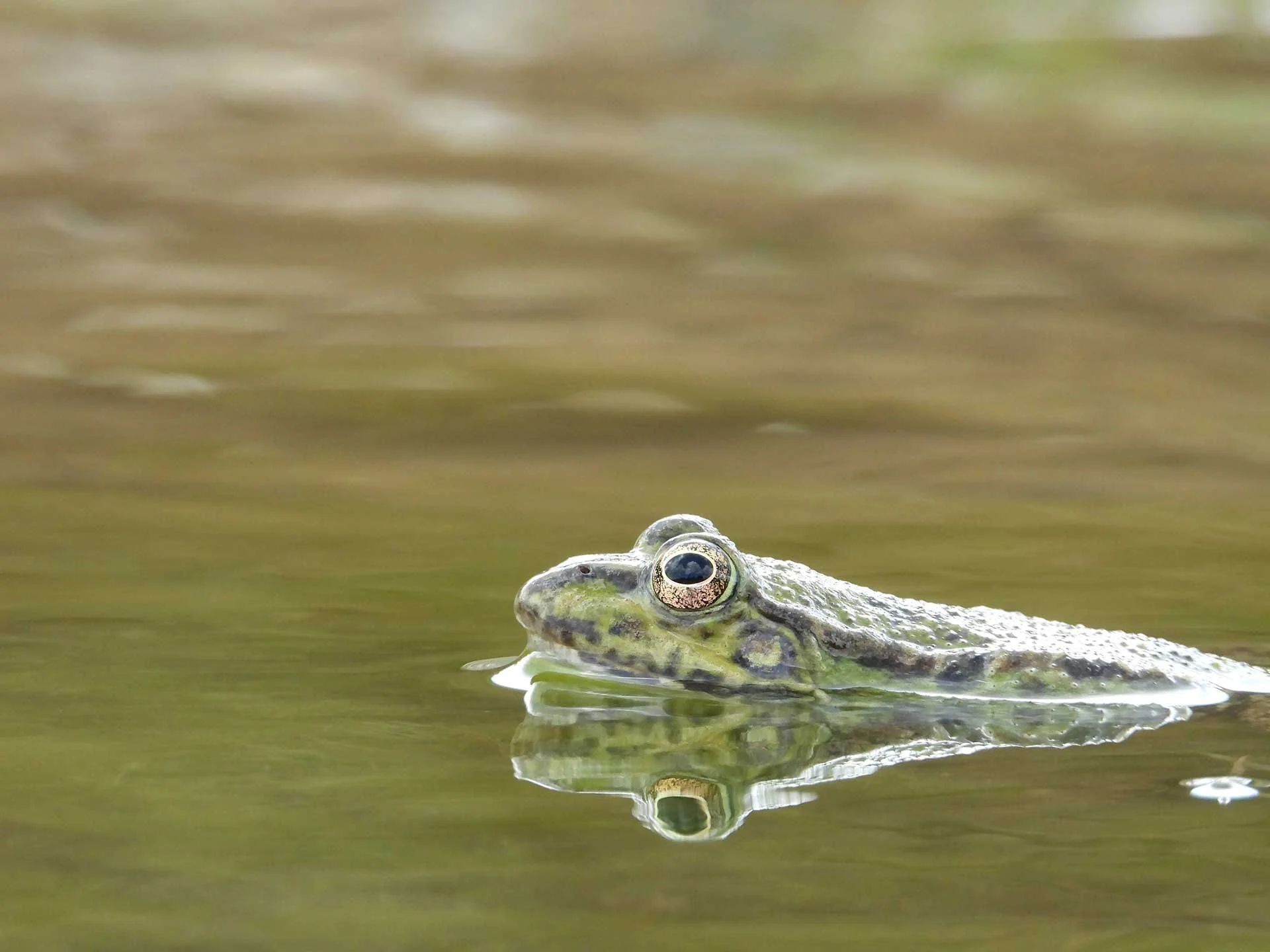 Biodiversity, Forests and Genetic Resources