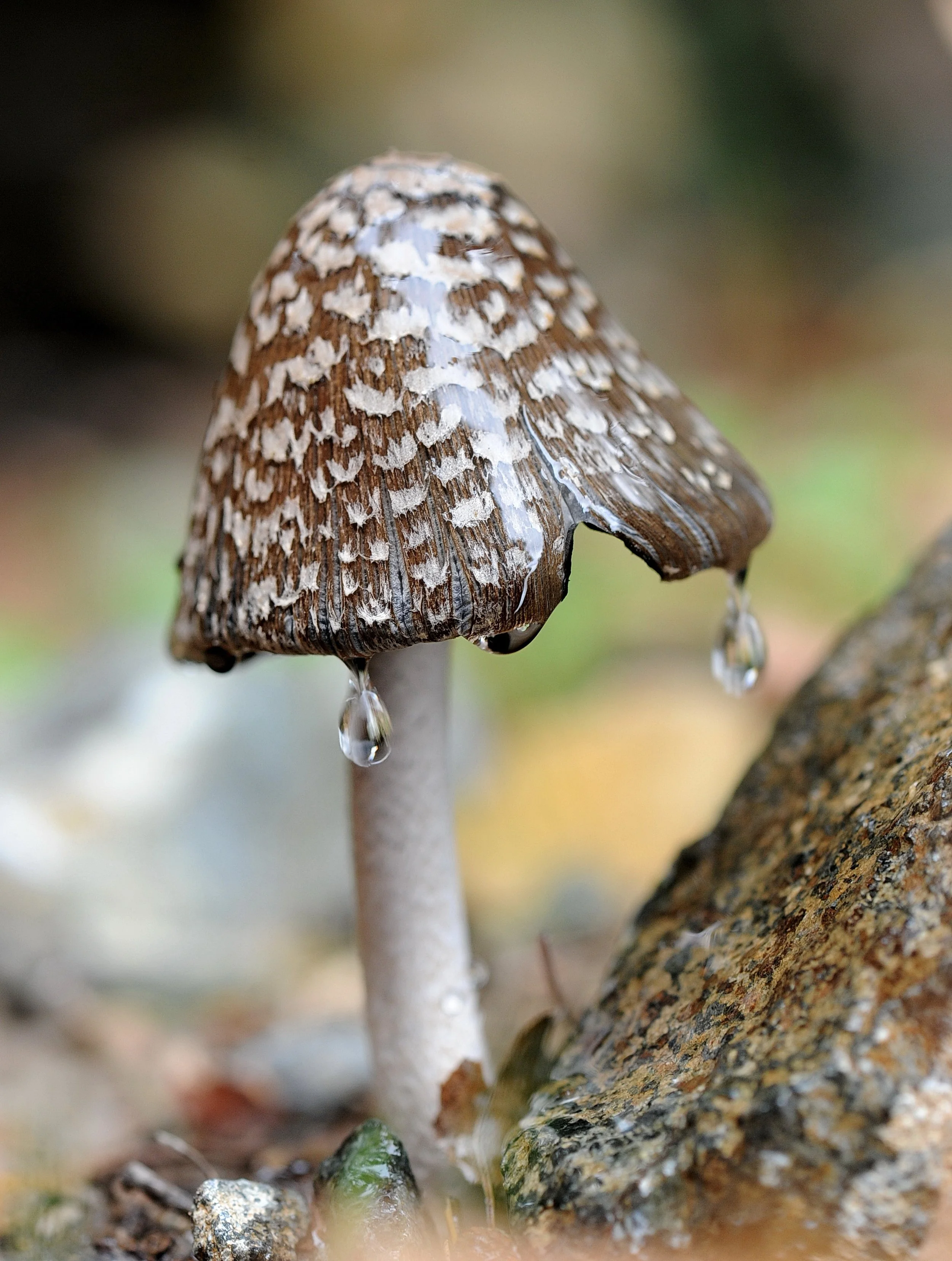 WATERWAS_Β κατηγορία_1ο βραβείο_Mountain mushroom_ΑΛΙΚΗ ΜΕΤΑΞΑ ΠΑΝΑΓΗ.JPG