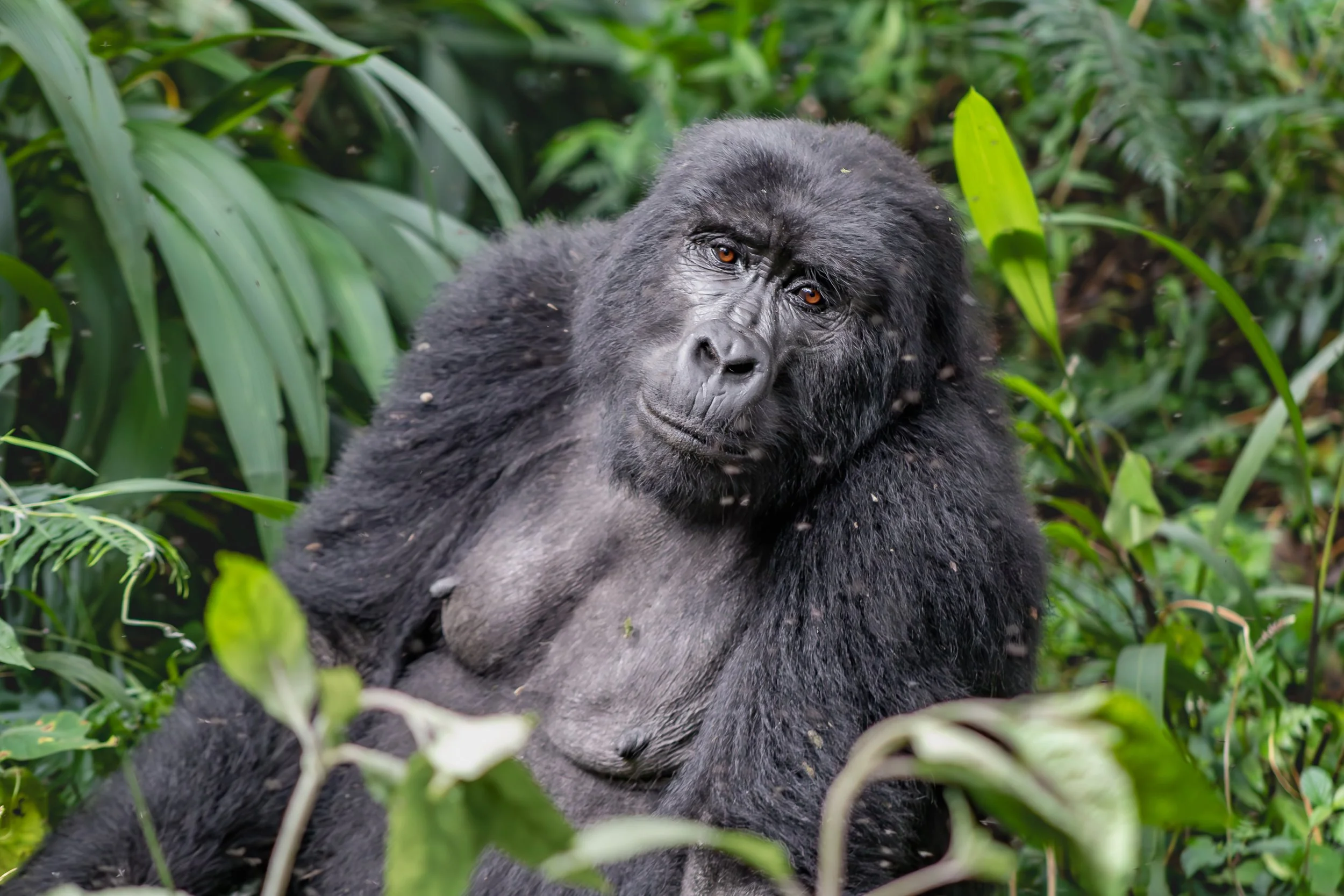 Mountain gorilla resting in a lush forest