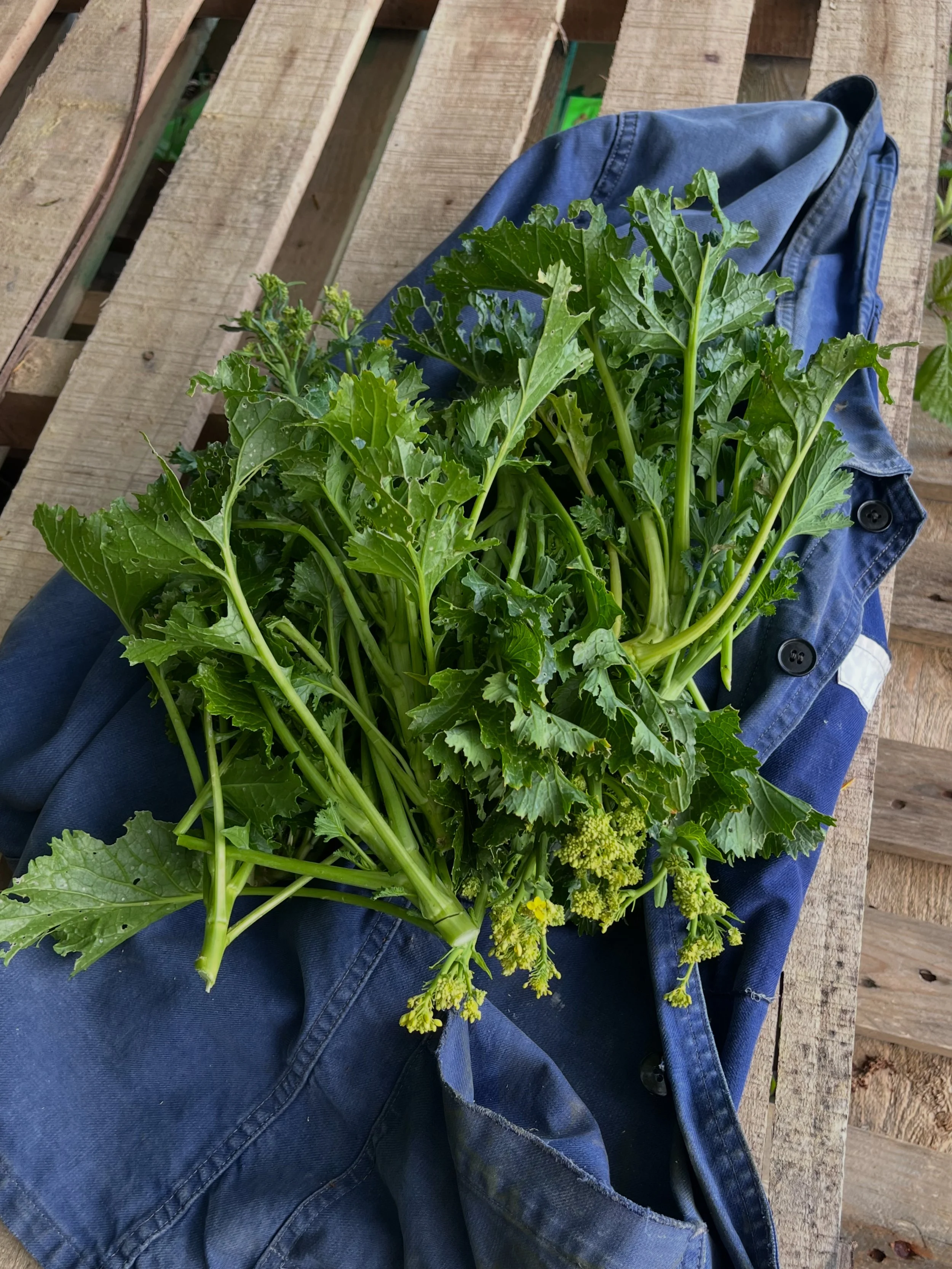 Fresh kale leaves resting on a person's lap, with a blue denim shirt on their lap, on a wooden surface.