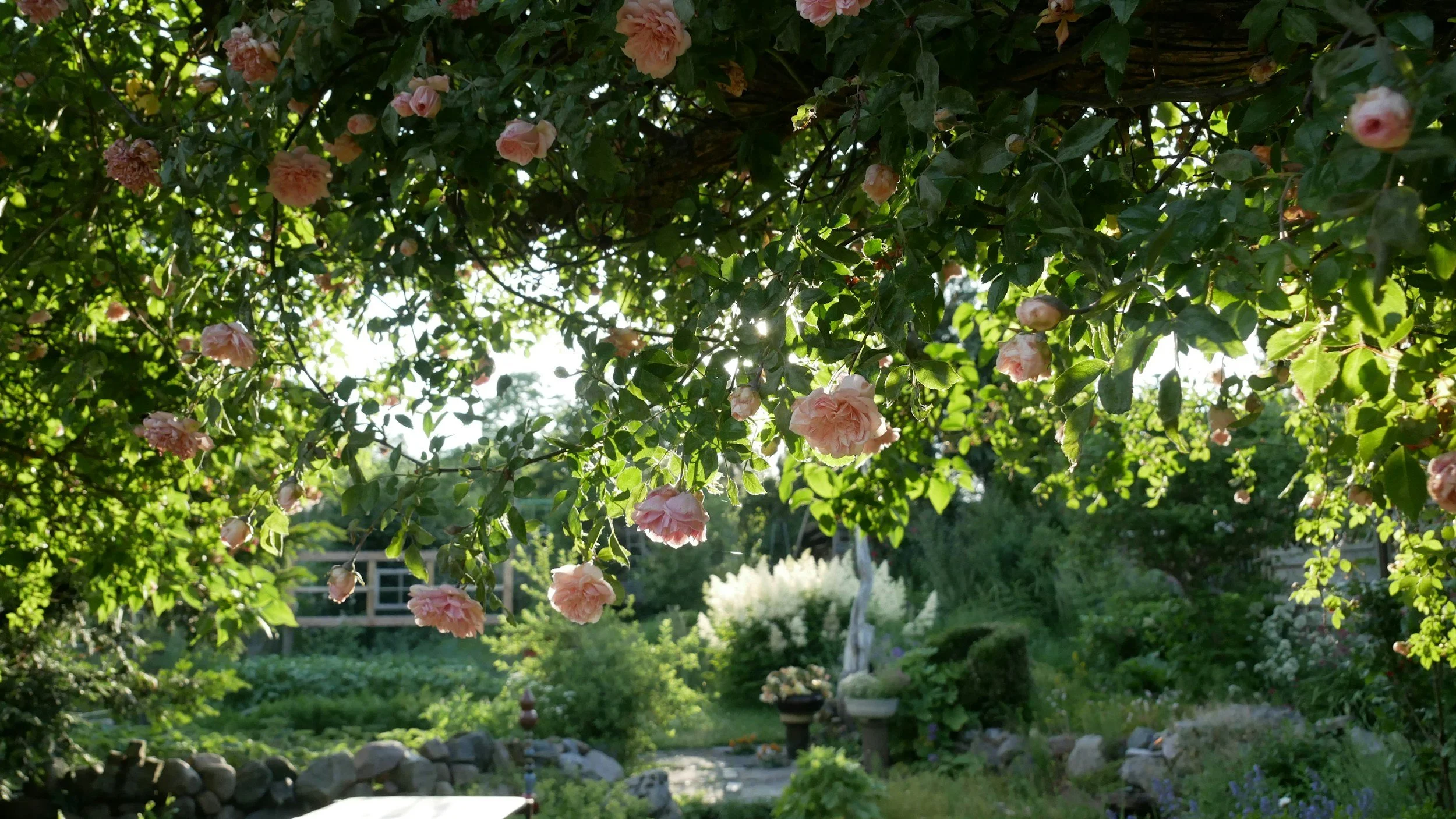 A garden scene with pink roses hanging from a tree, sunlight filtering through green leaves, a pathway, and a small pond or water feature in the background.