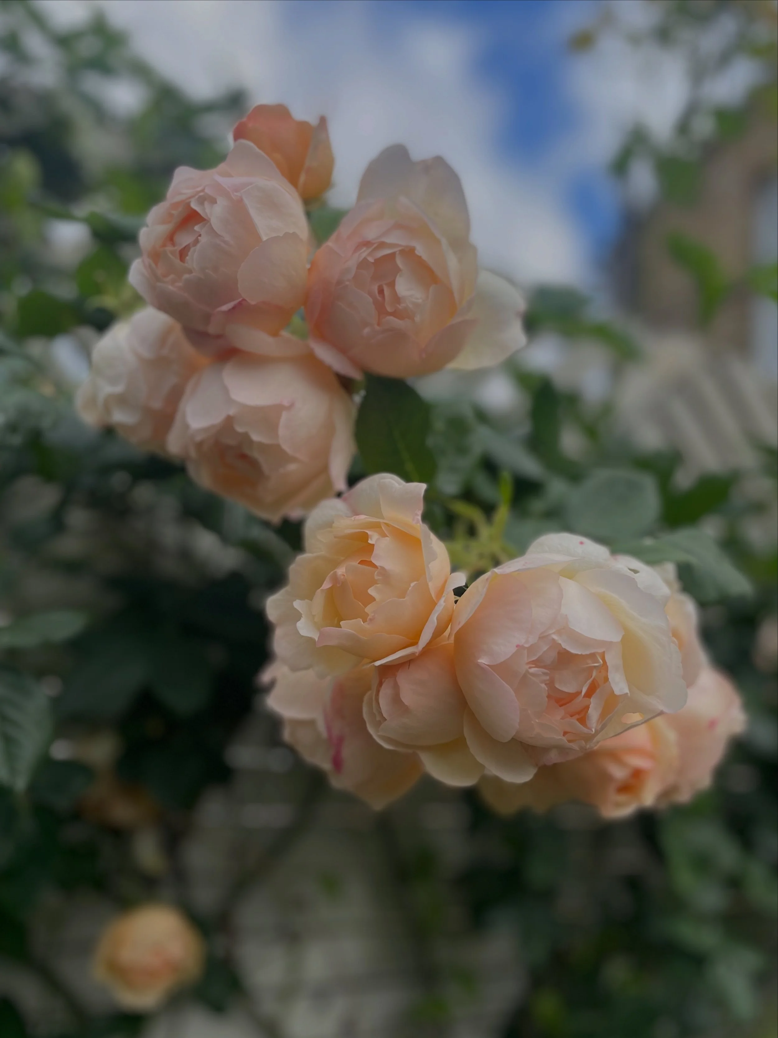 Close-up of light pink roses blooming on a bush with blurred background of leaves and sky.