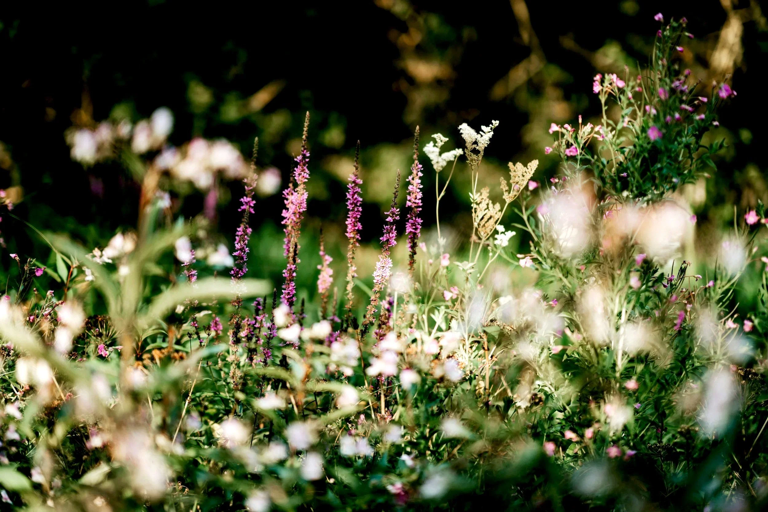 A diverse array of colorful wildflowers and plants growing in a garden or natural setting, with a blurry background.