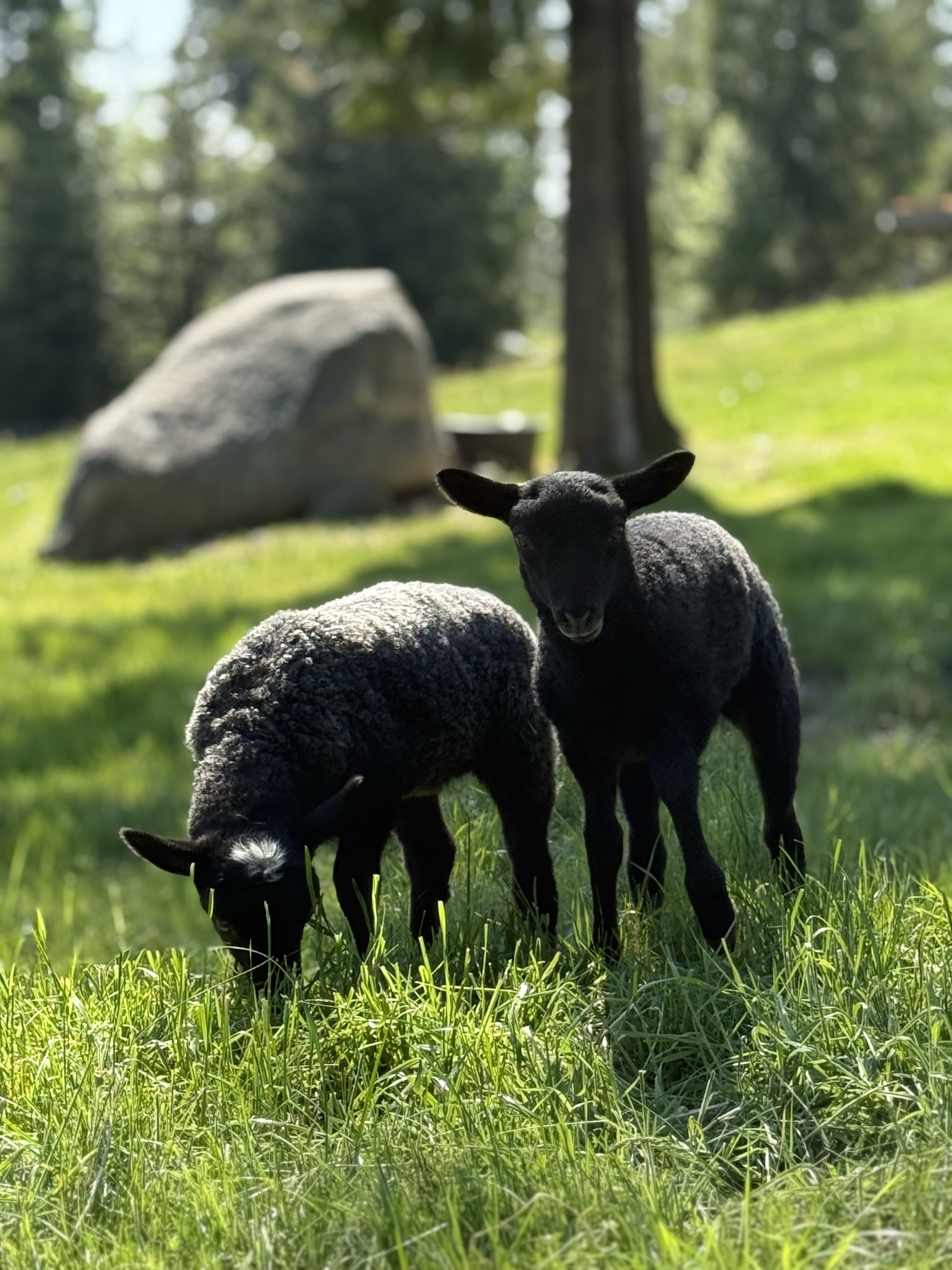 Black lambs grazing on green grass in a sunny field with trees in the background and a large rock.
