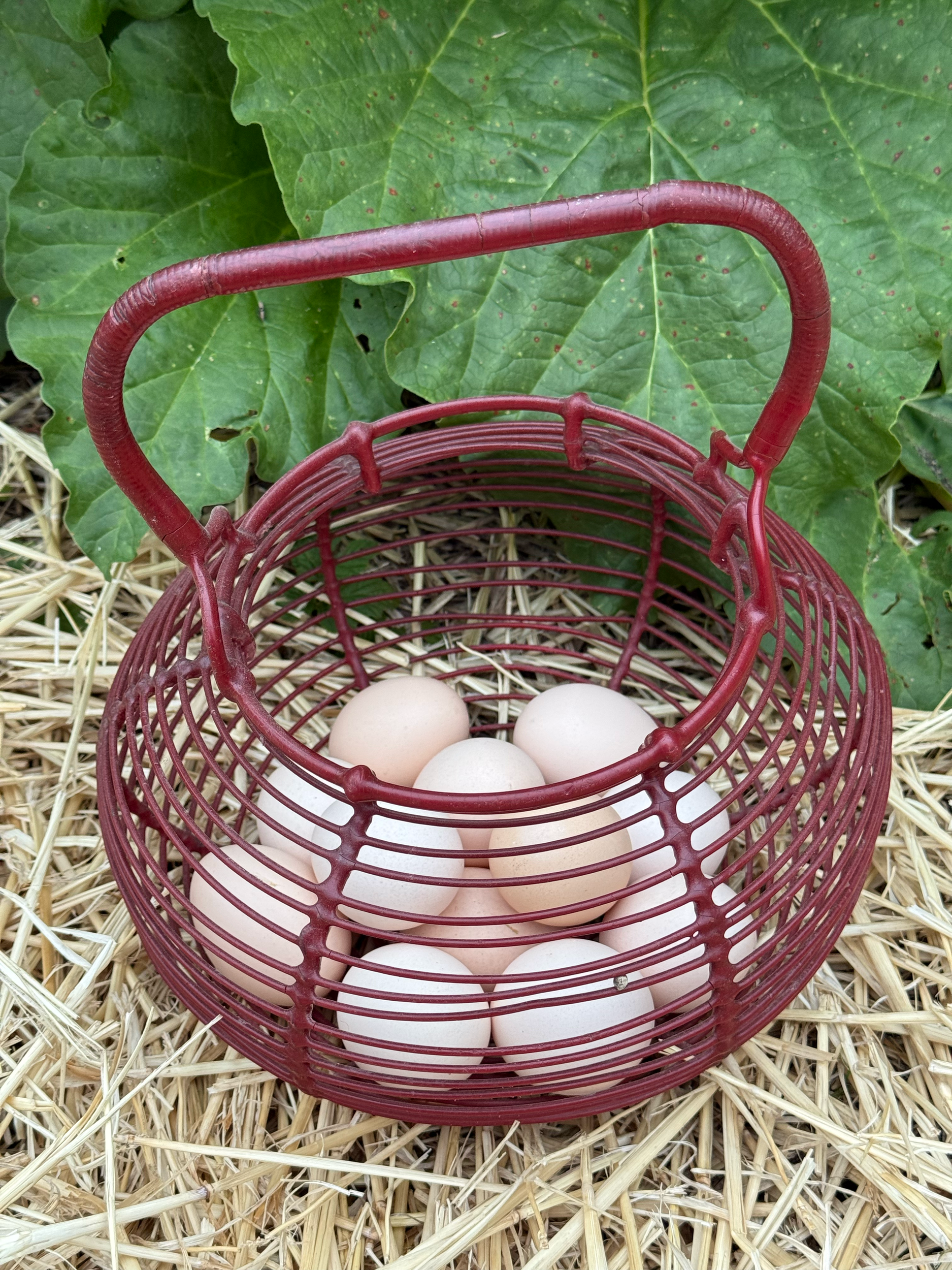 Red wire basket containing several white eggs placed on a bed of straw with green leafy plants in the background.