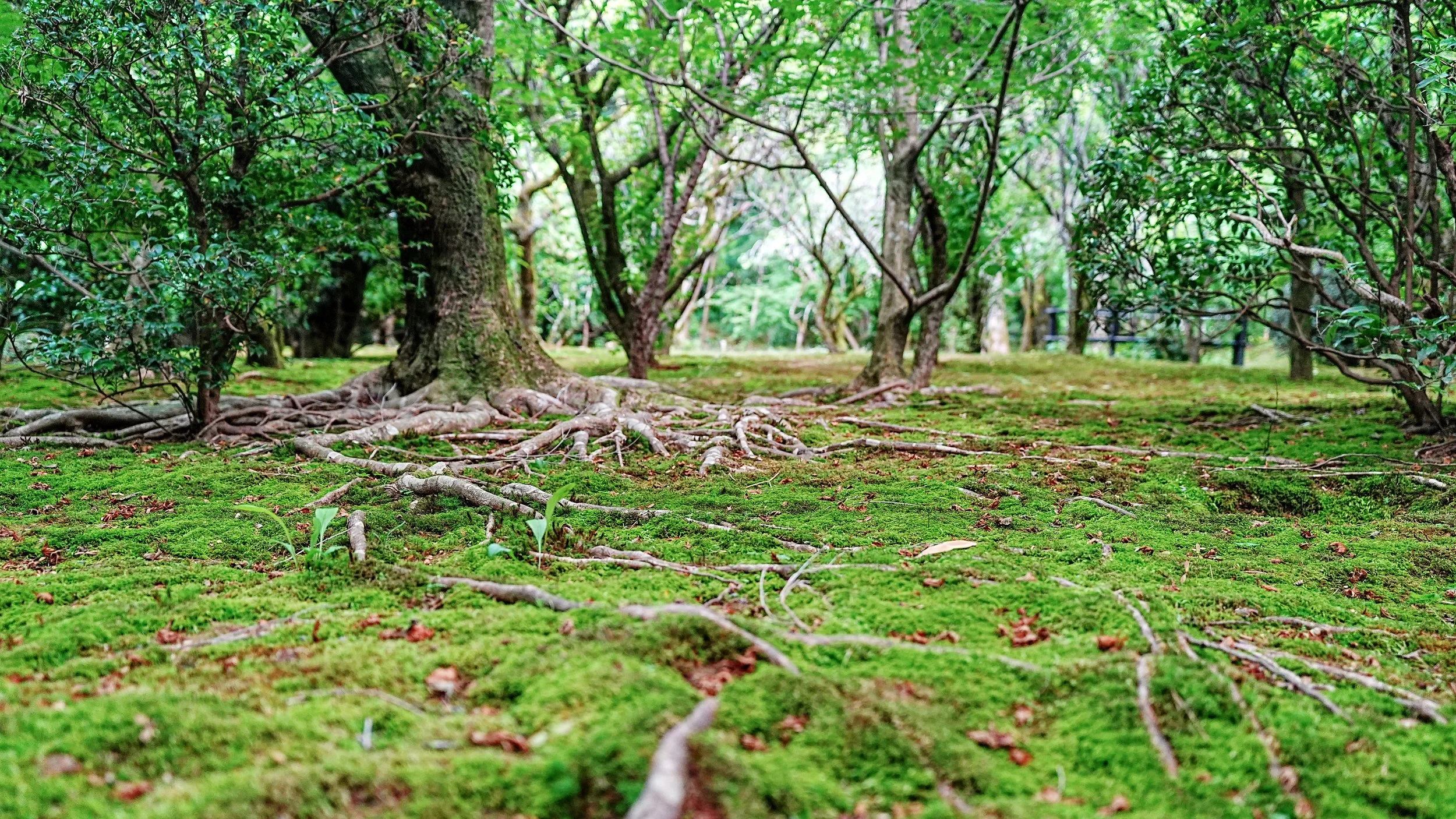 D2_KRyoanji_A7V01795.jpg