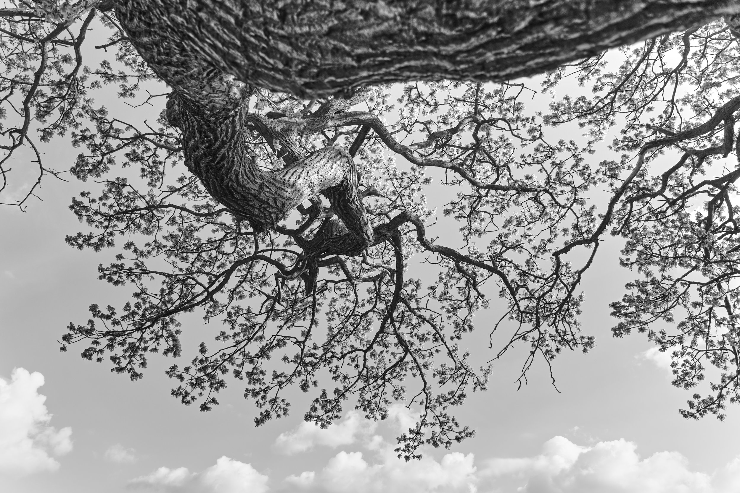 A7400775_BranchB&W.jpg