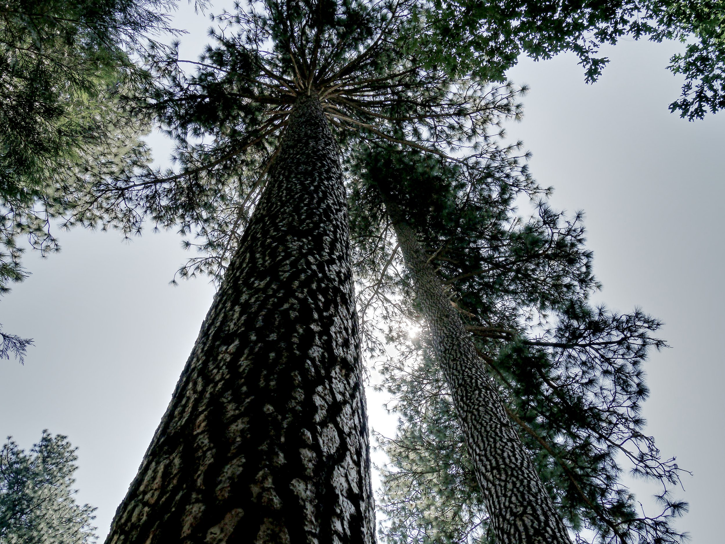 P1070091_YosimiteTrees.jpg
