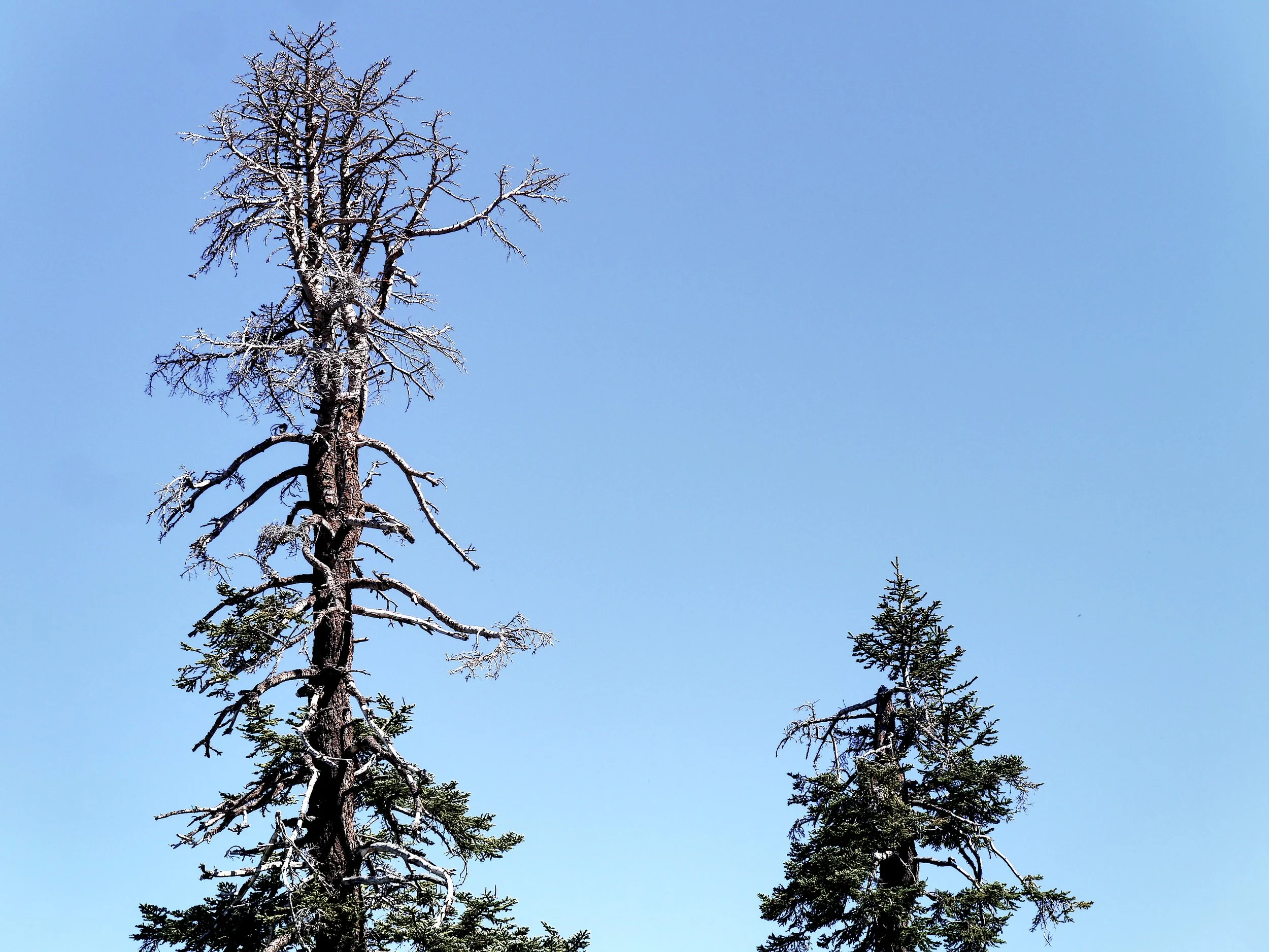 P1070276_YosemiteC.jpg