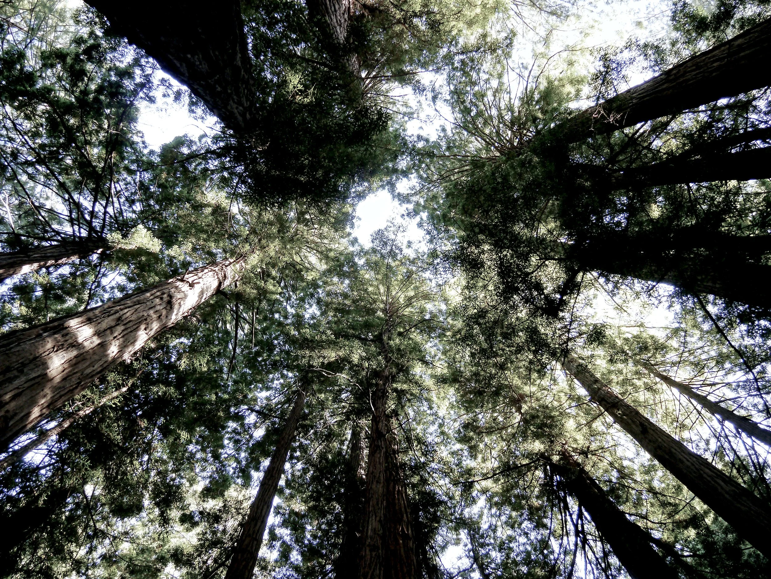 P1070204_Muirwood.jpg