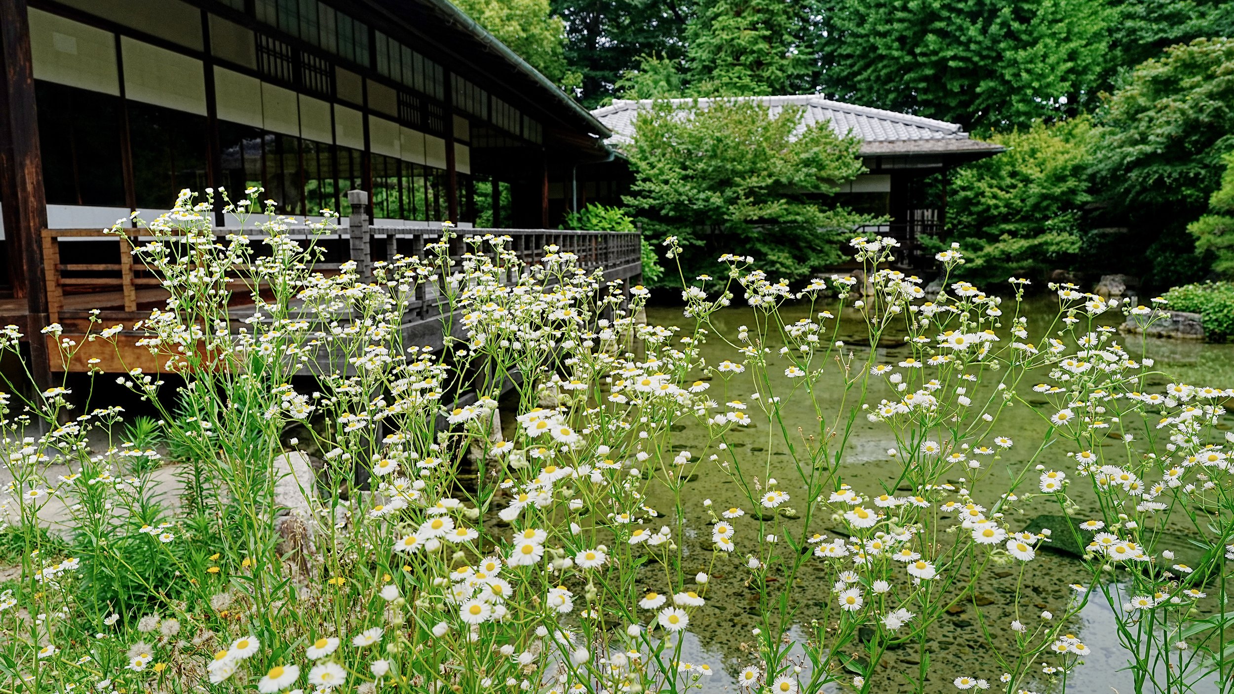 D2_KShoseienGarden_A7V01703.jpg