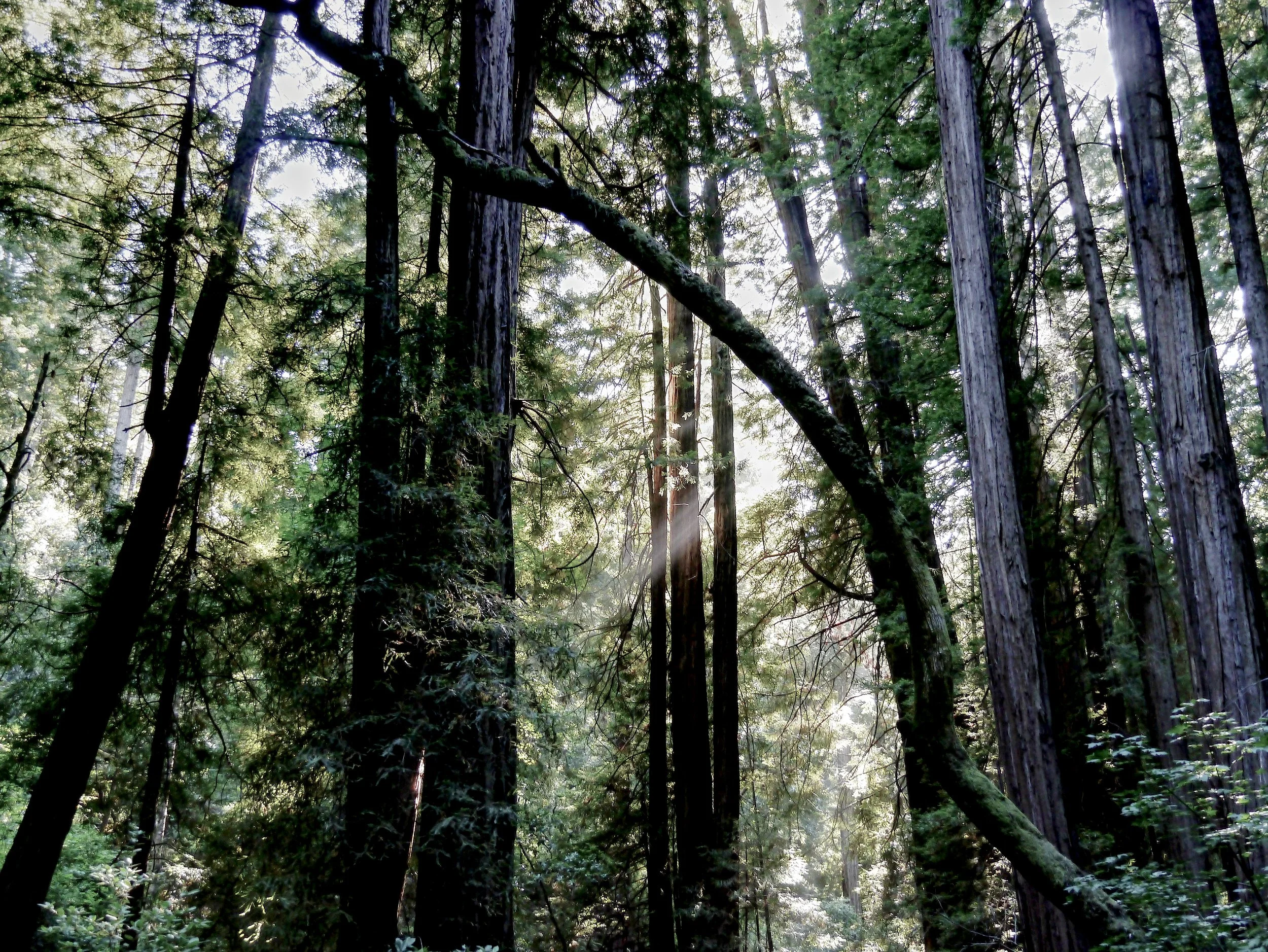 P1070212_Muirwood.jpg