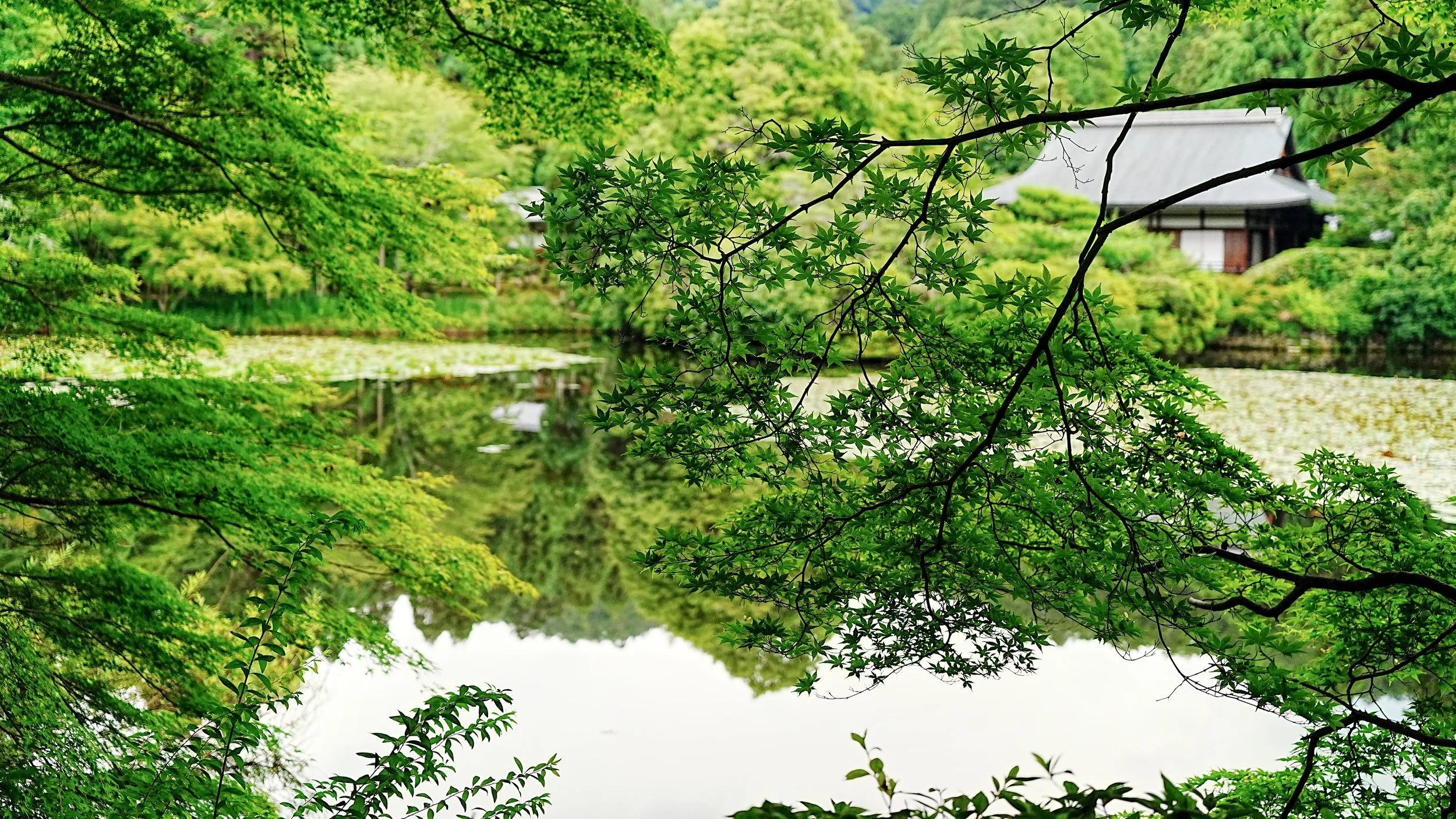 D2_KRyoanji_A7V01797.jpg