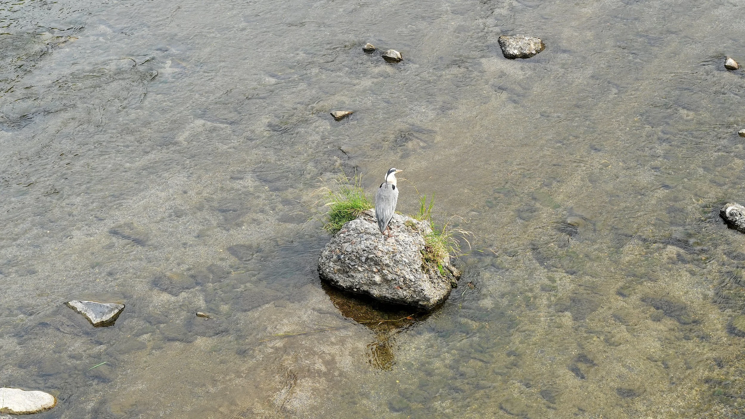 D2_KKamoRiver_A7V01629.jpg