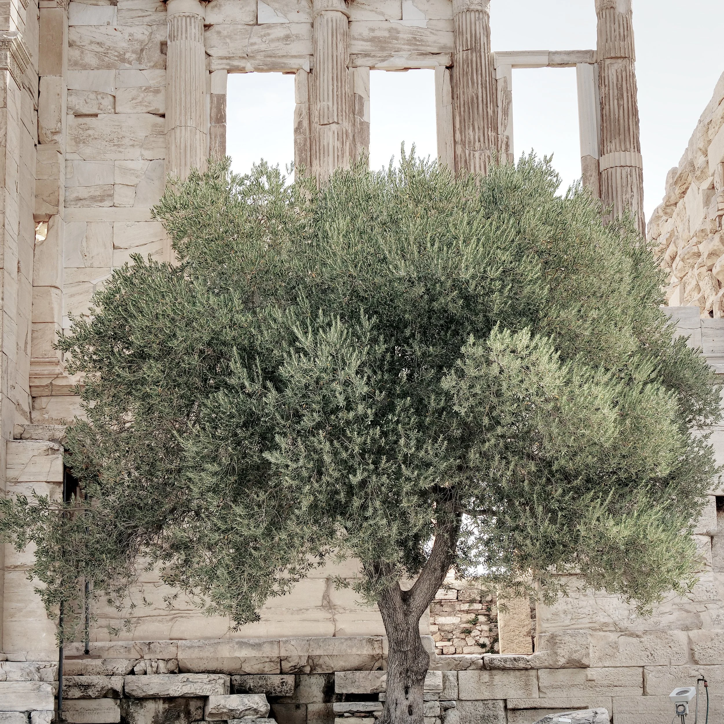 P1017079_OliveTree.jpg