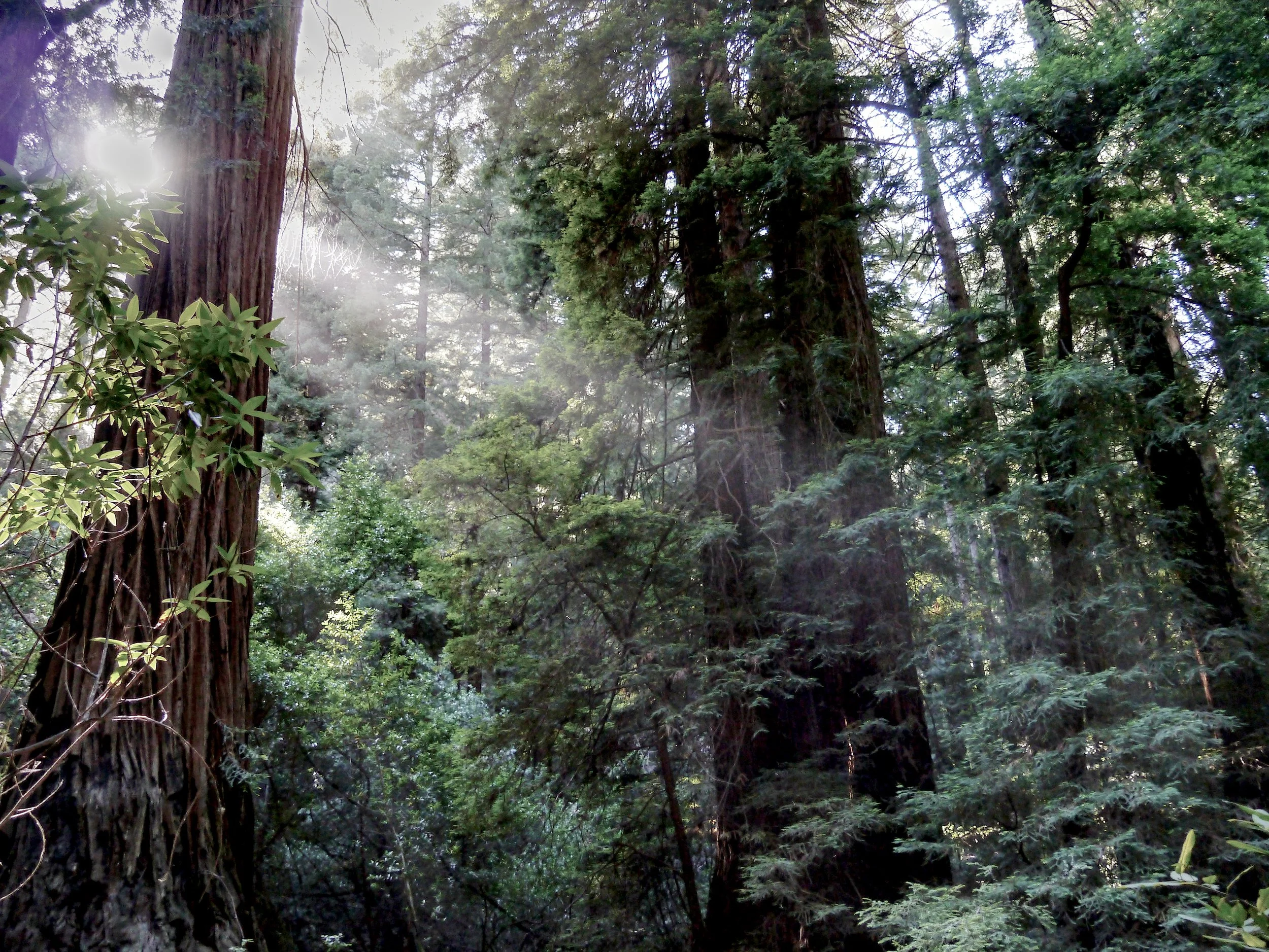 P1070198_MuirWood.jpg