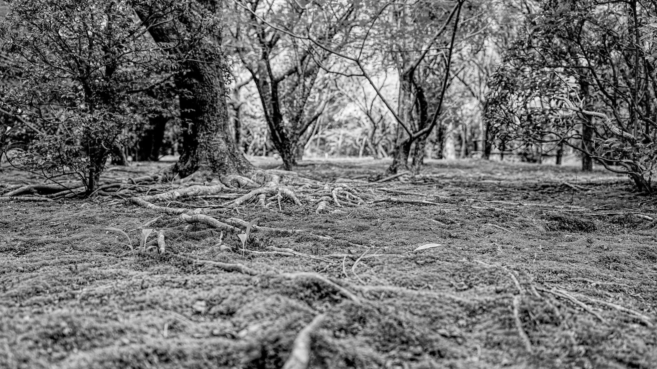 B&W_D2_KRyoanji_A7V01795.jpg