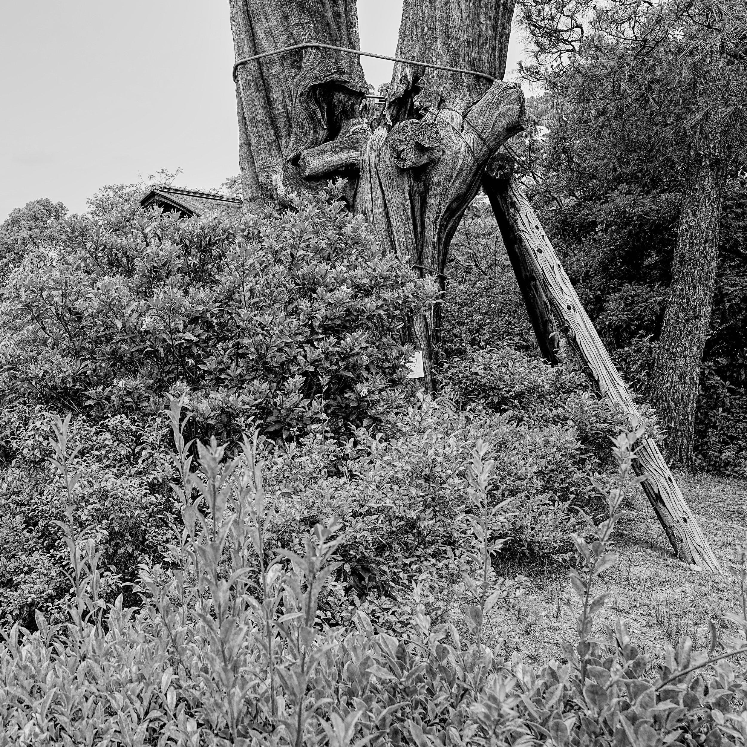 B&W_D2_KShoseienGarden_A7V01667.jpg
