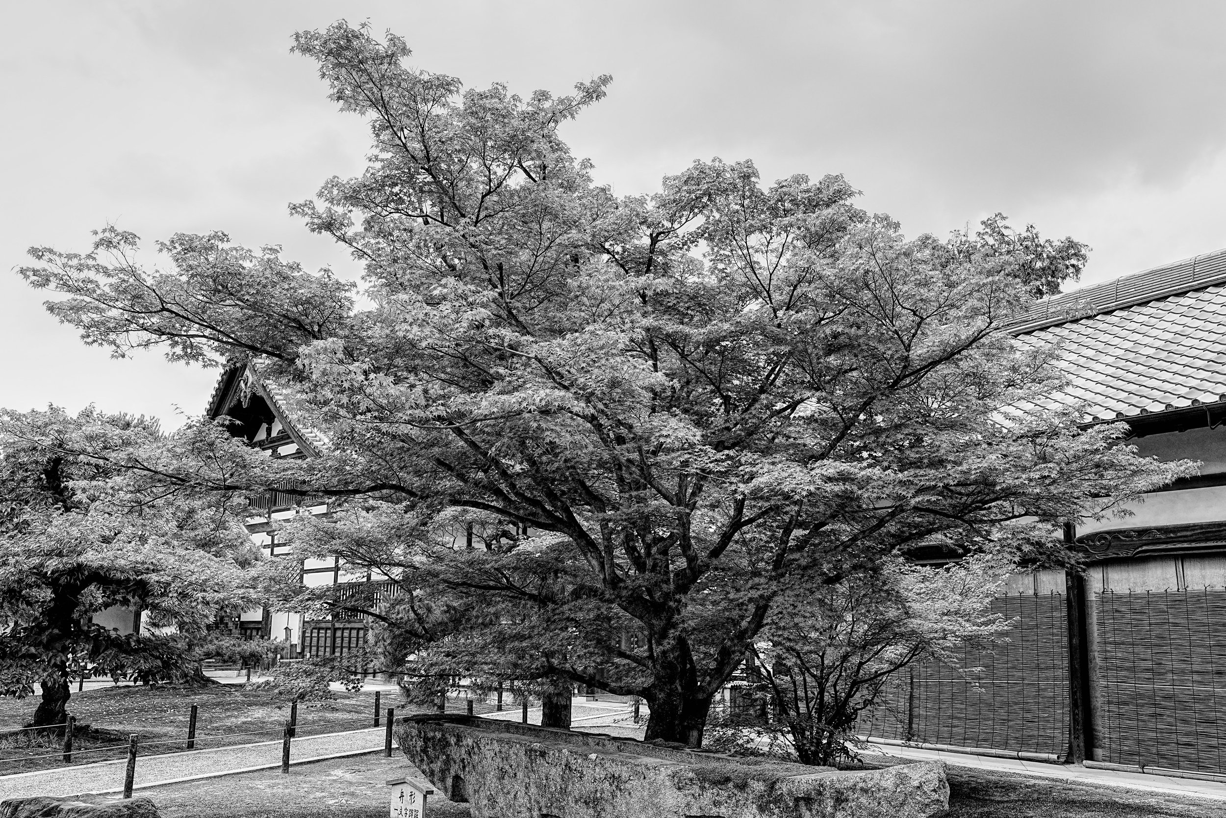 B&W_D2_KKinkaku_A7V01712.jpg