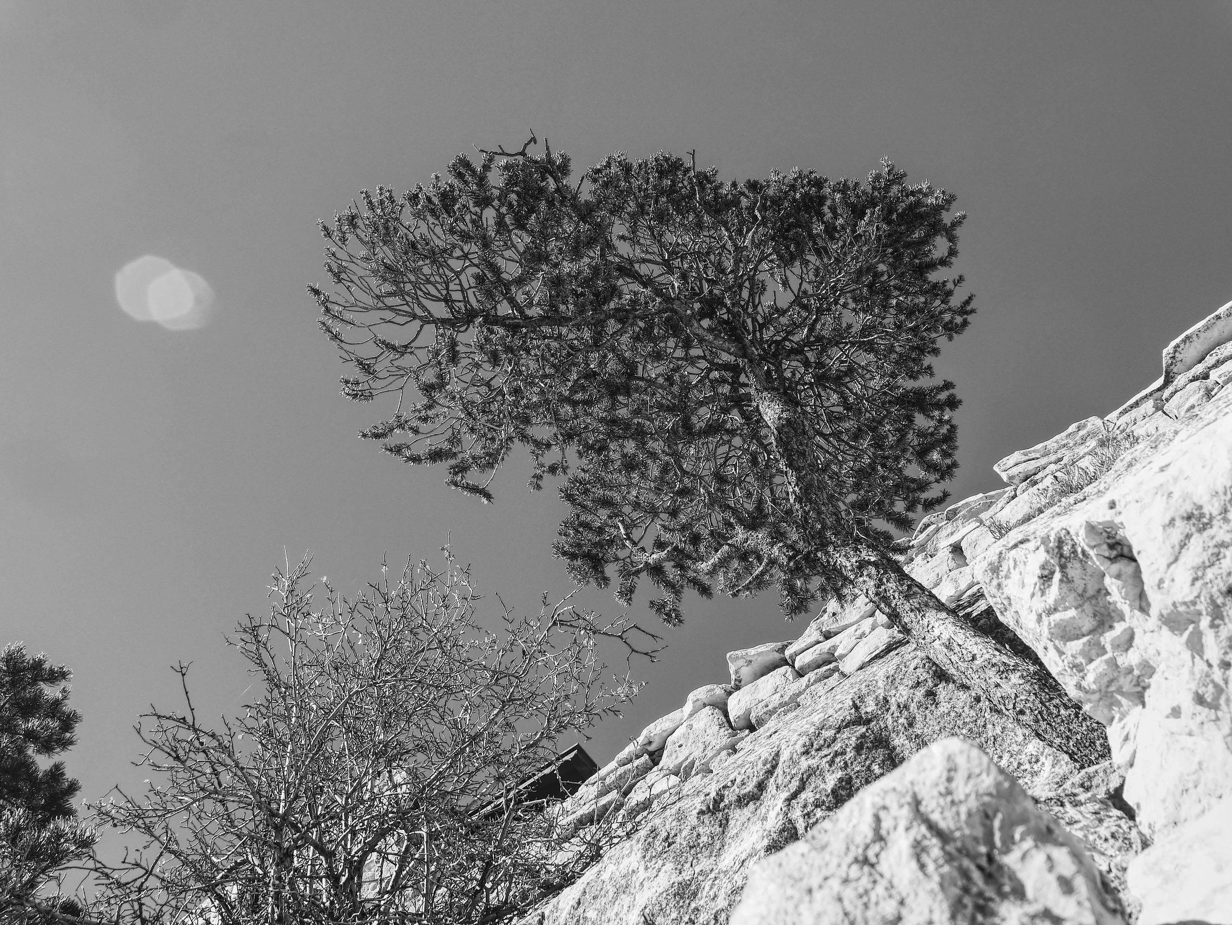 P1050911_B&W_GrandCTreeClif.jpg