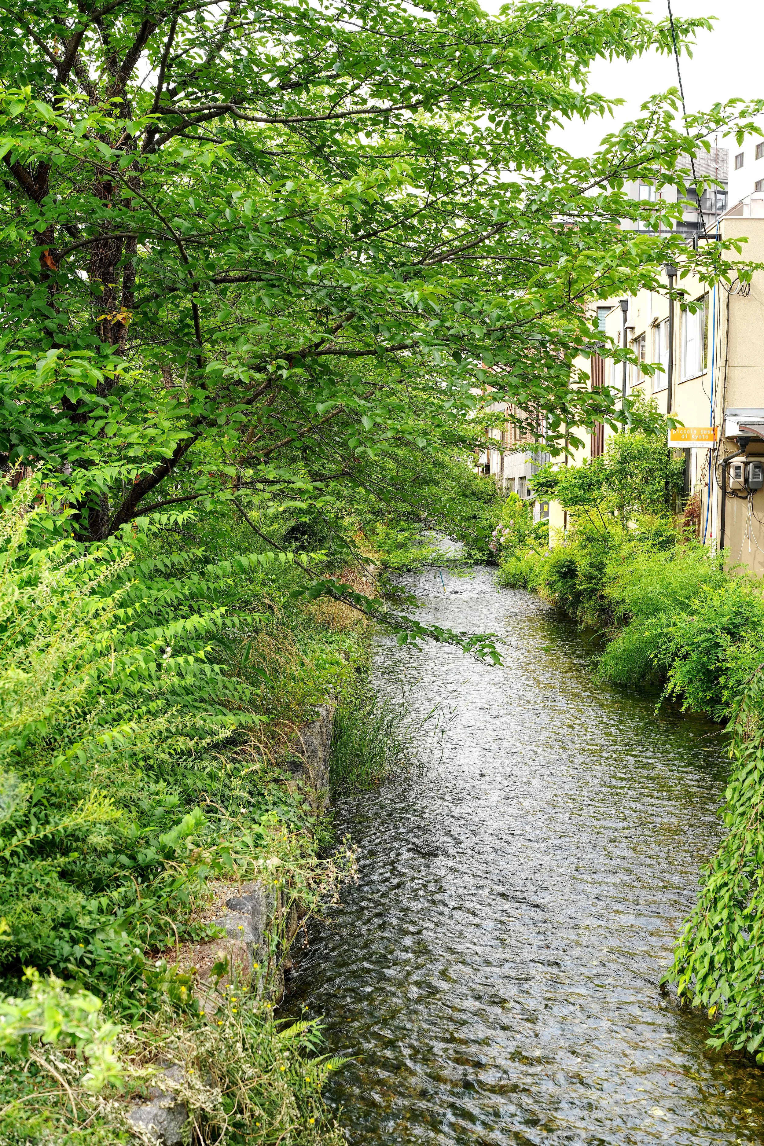 D2_KTakaseRiver_A7V01631.jpg