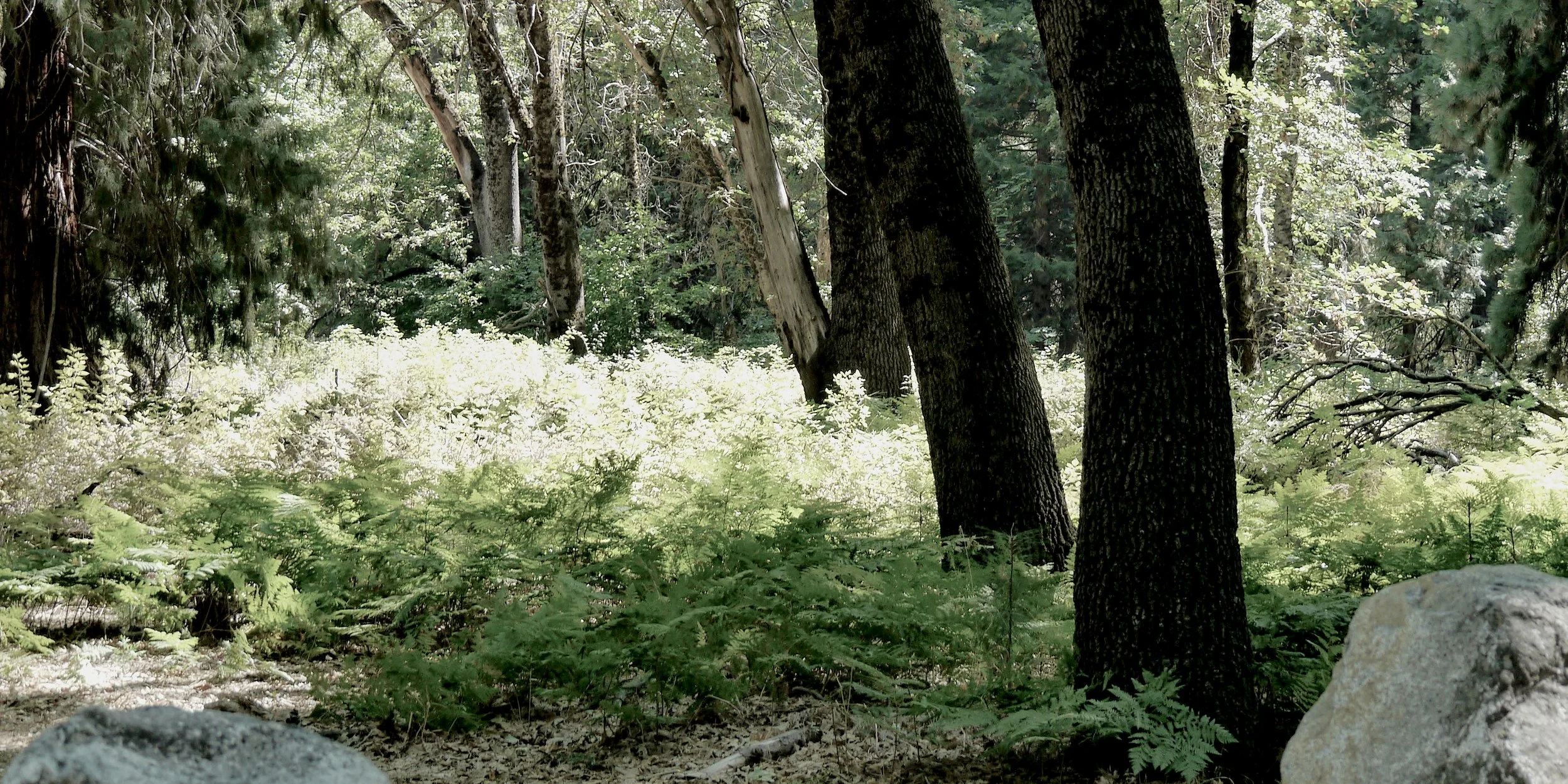 P1070104_YosemiteWoods.jpg