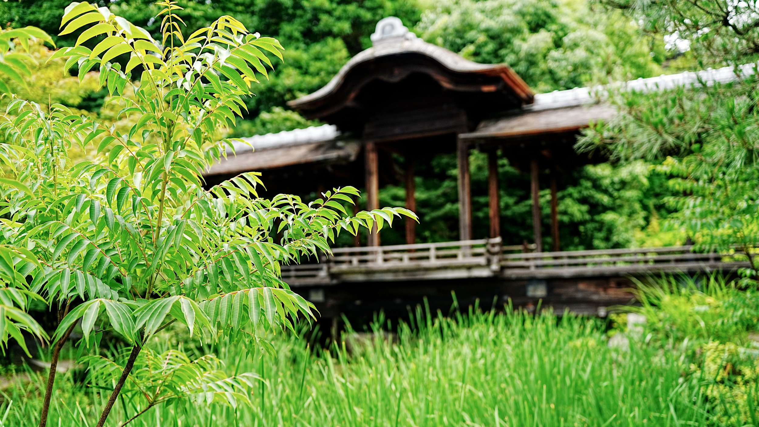 D2_KShoseienGarden_A7V01684.jpg